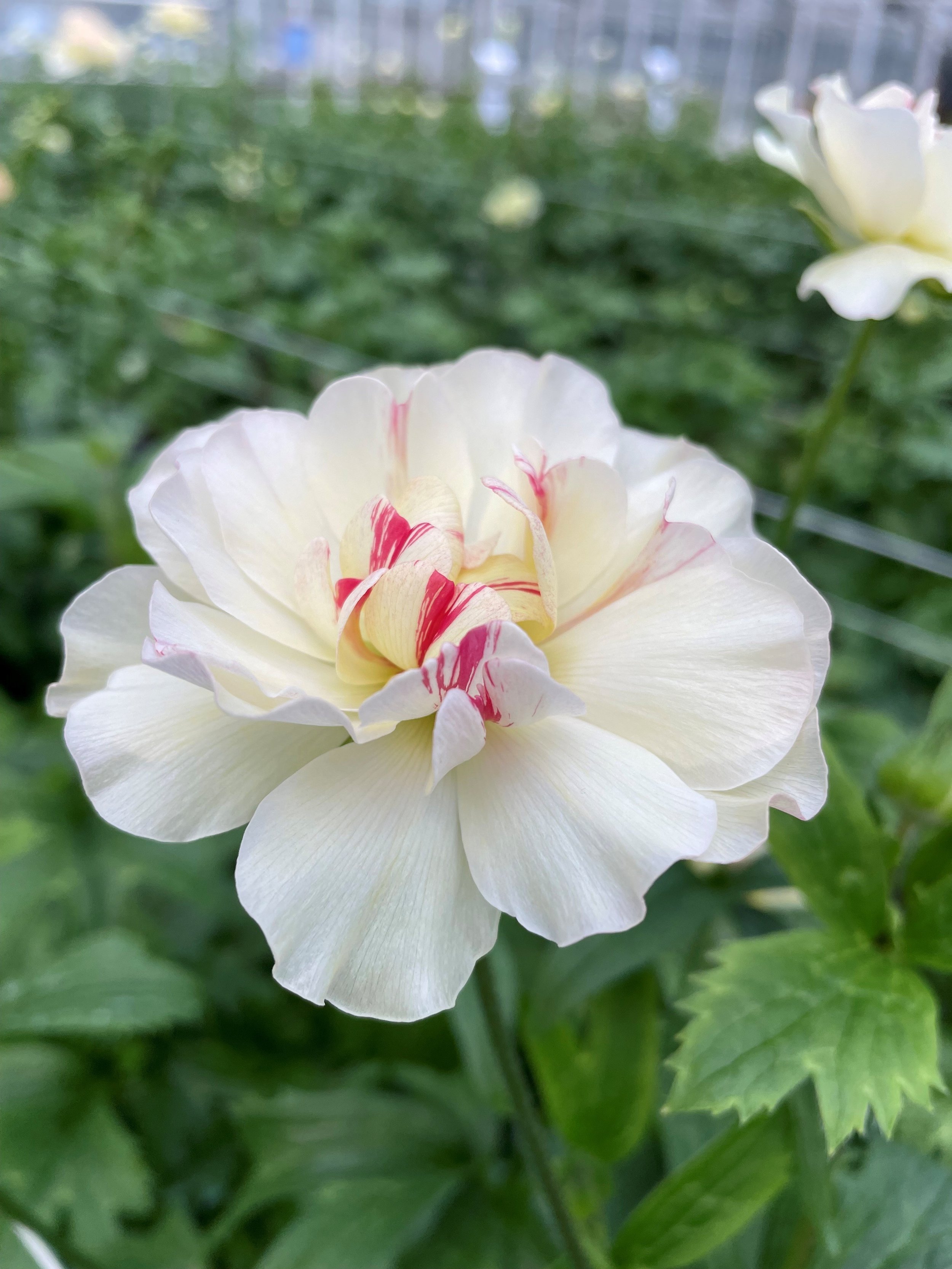 Cloni Natura 'Moderna Prisma'