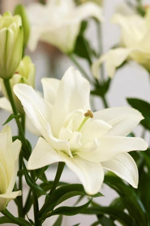 Asiatic Double Pollen Free Belvedere