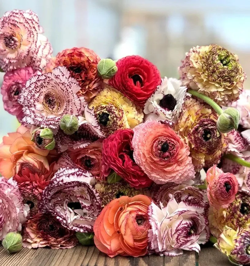 Ranunculus Elegance 'Pastello Striato'