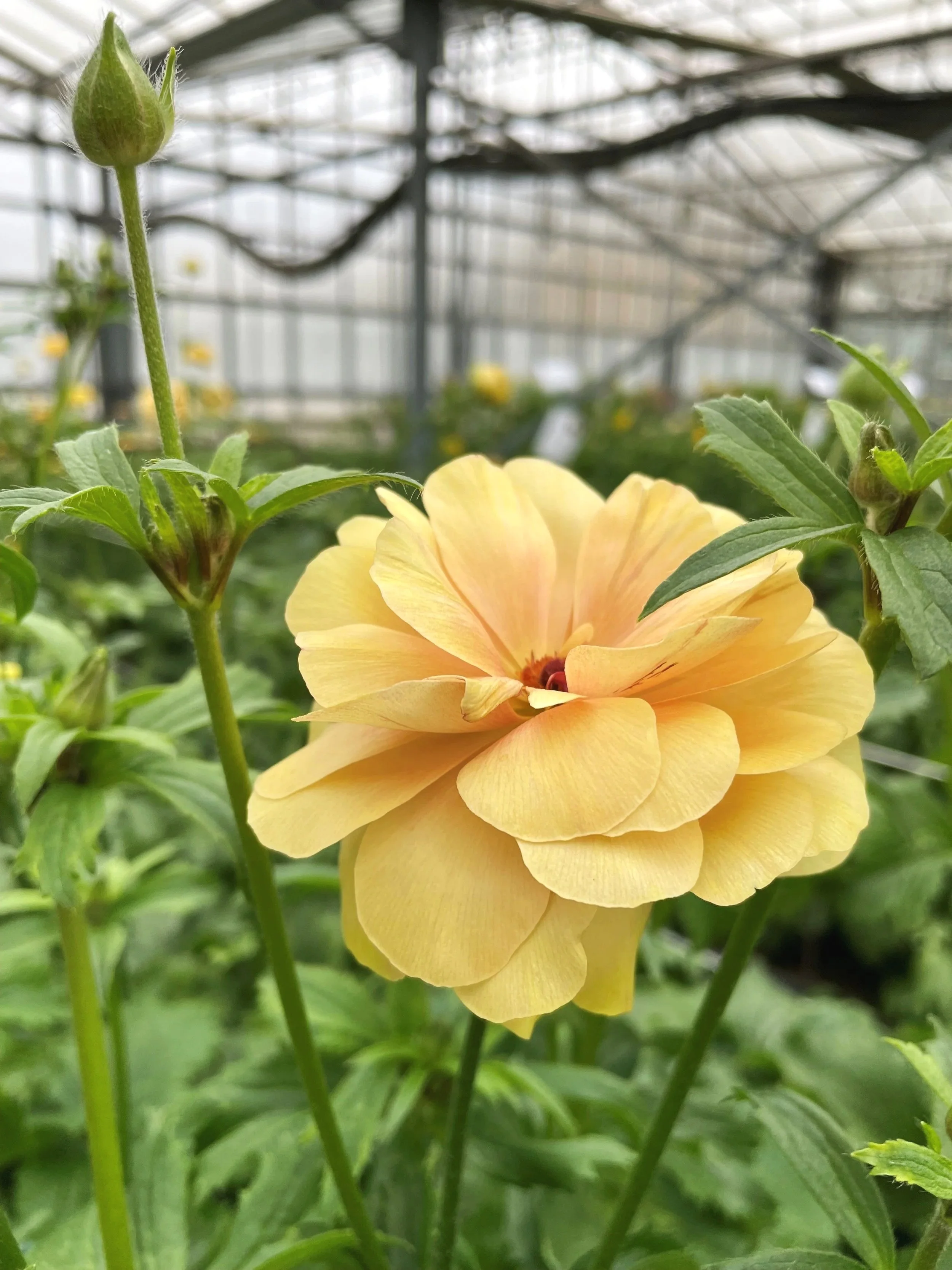 Cloni Natura 'Moderna 1803 MDN'