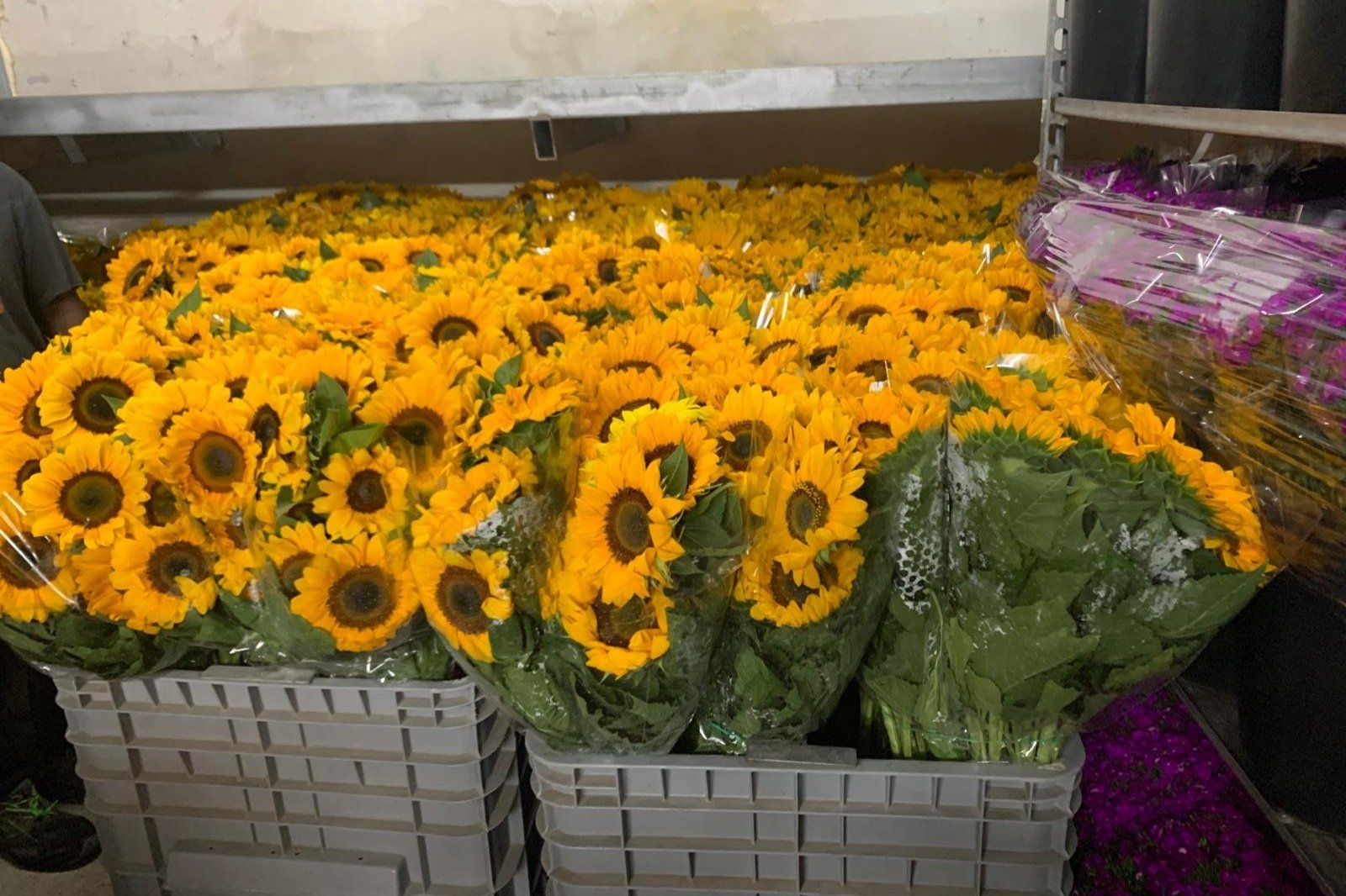 Helianthus Magic Pro