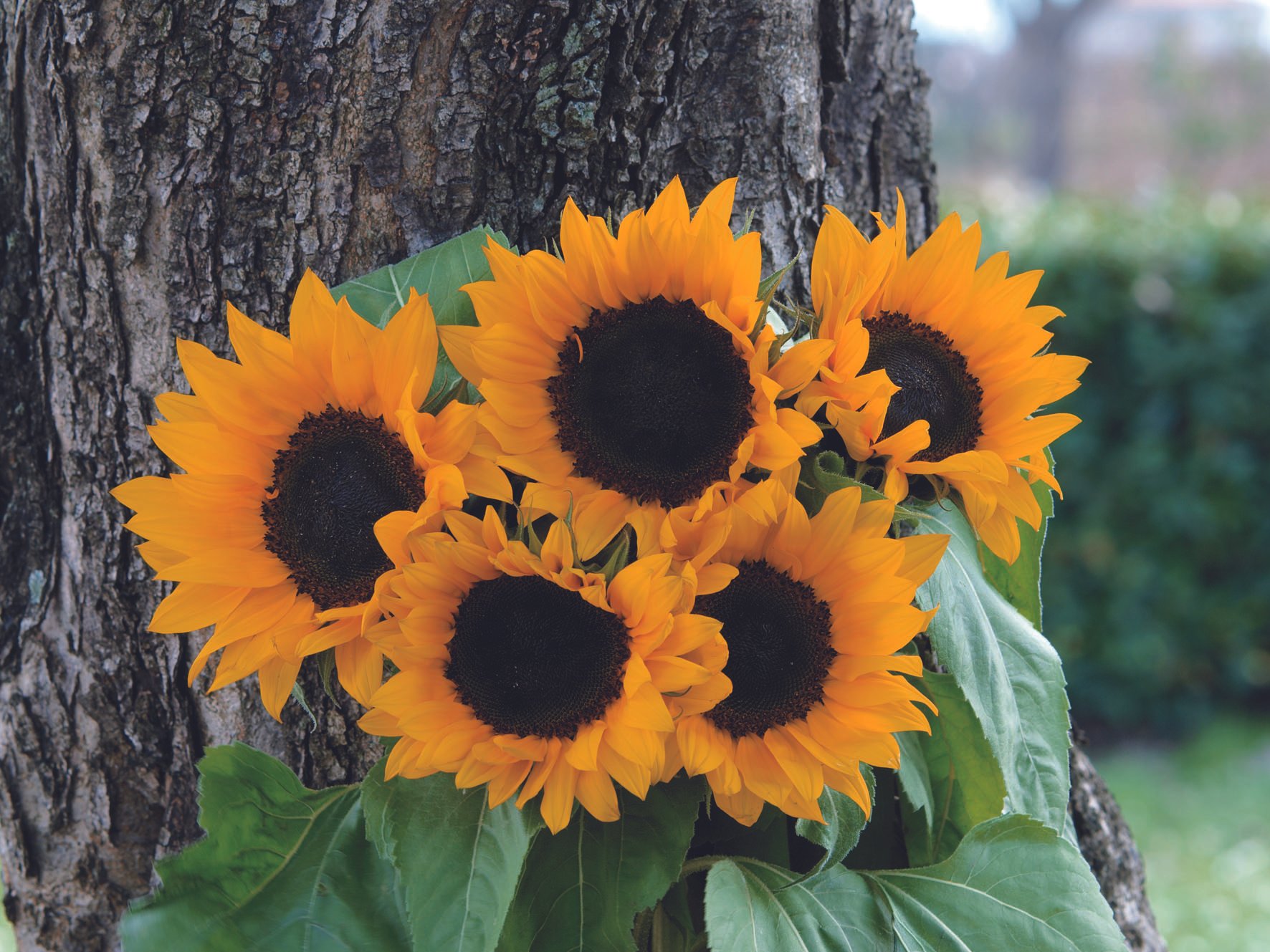 Helianthus Magic Pro