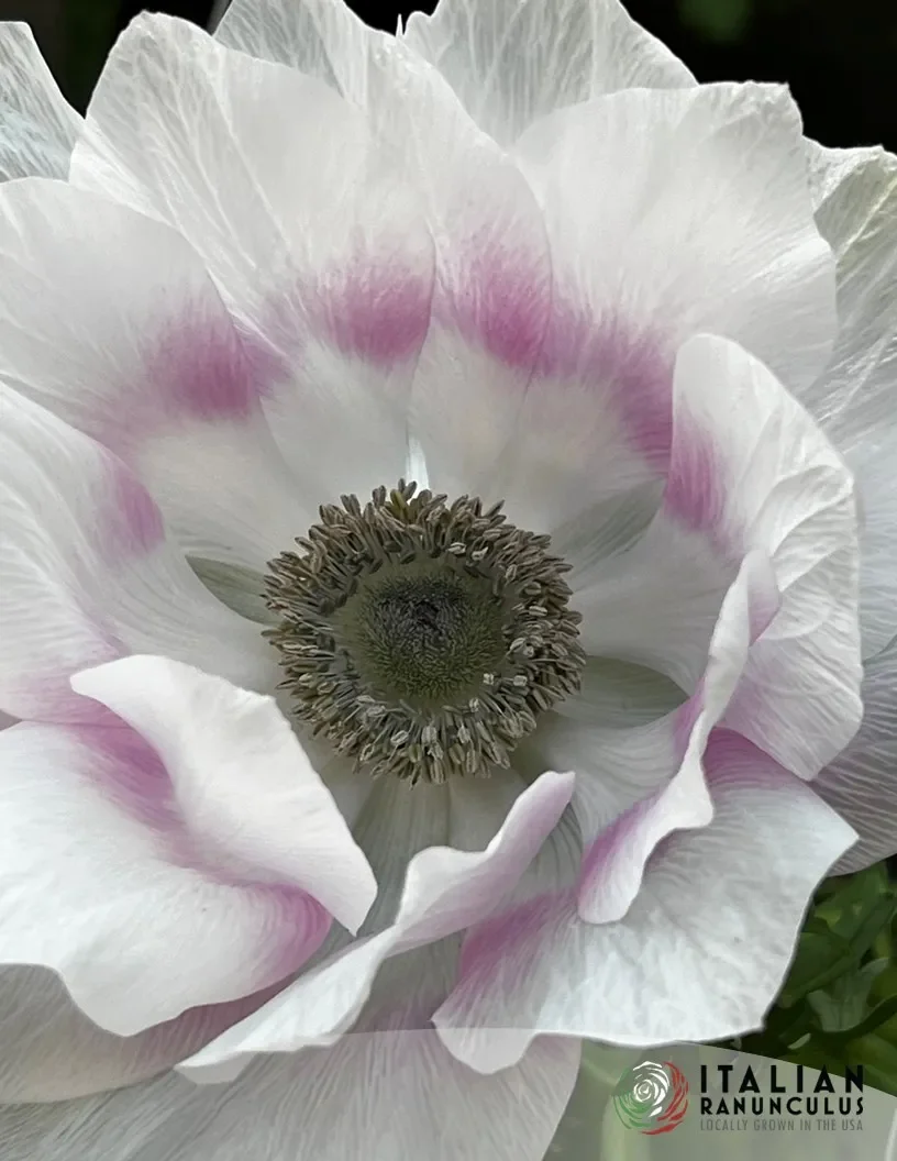 Mistral Anemone Pale 2.webp