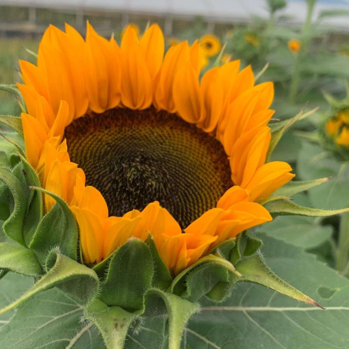 Helianthus Marco Polo Summer