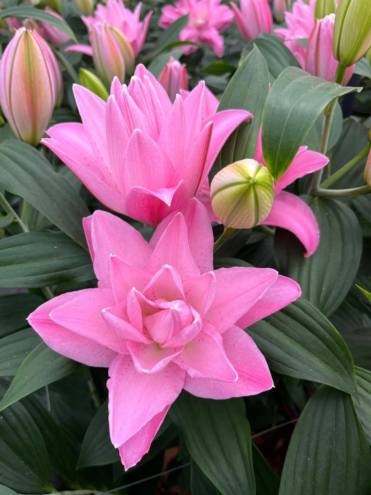 Oriental Double Pollen Free 'Fiorentina'