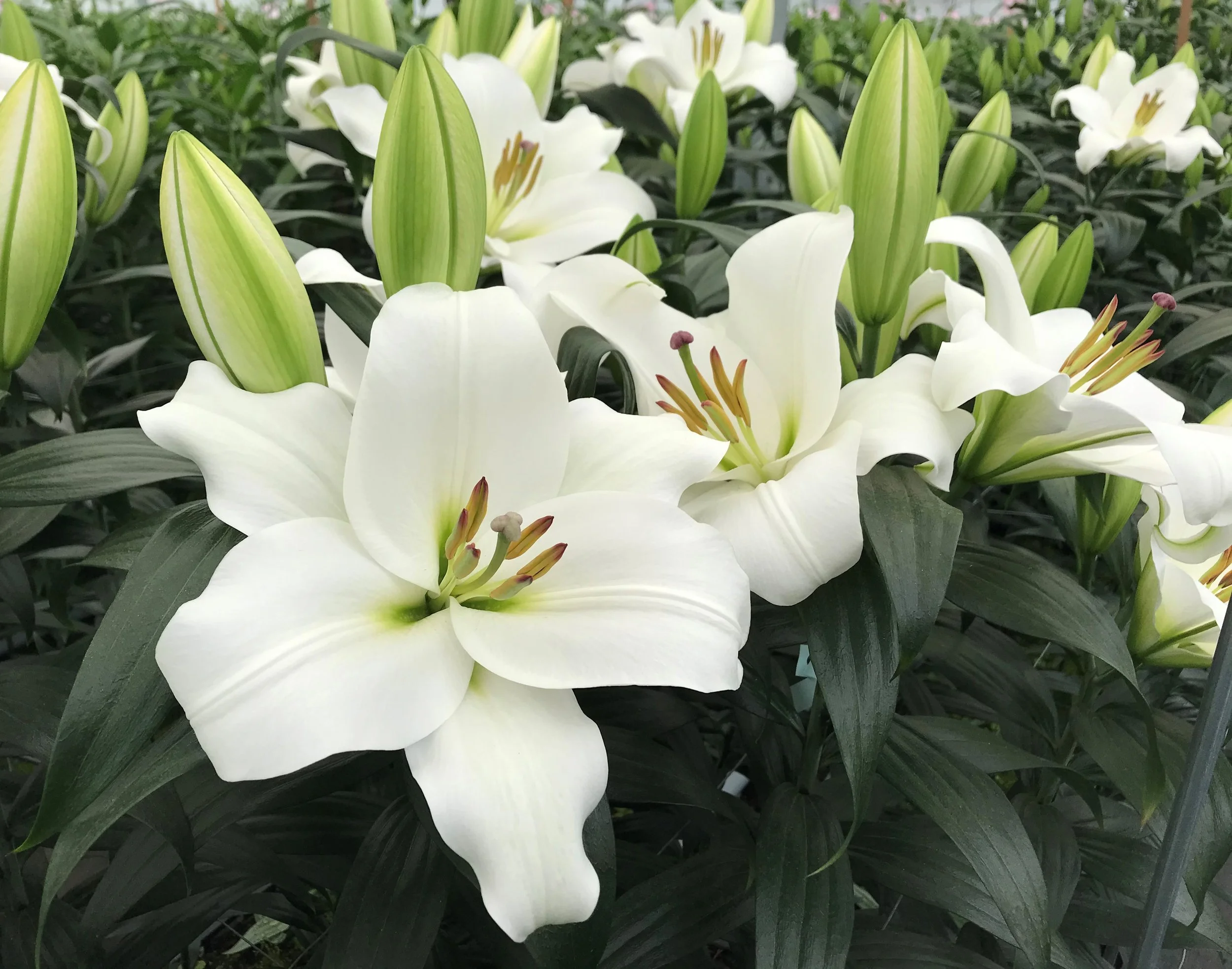 Oriental Pollen Free 'Le Prestine'