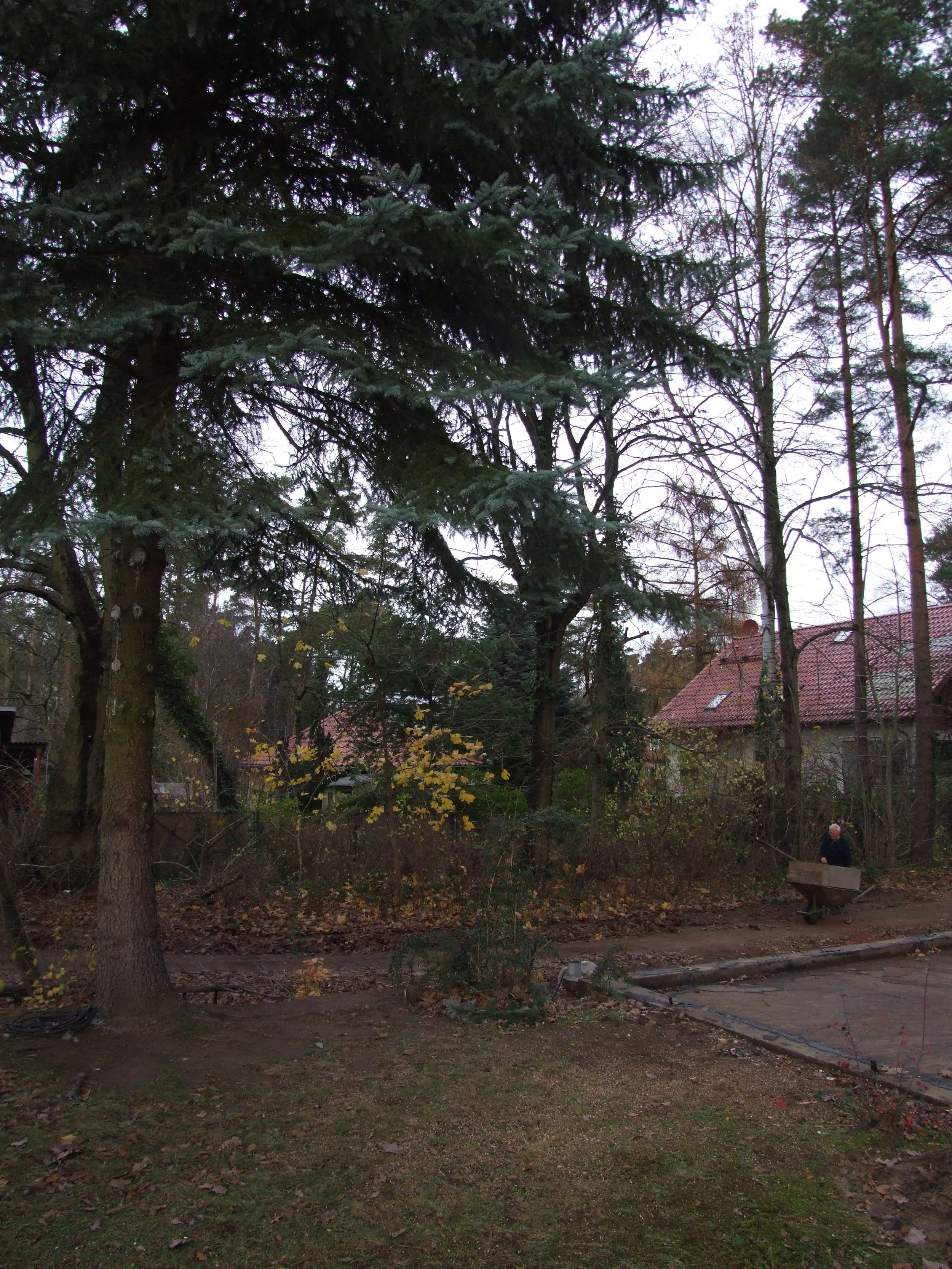 baum auf der zukuenftigen terrasse.jpg