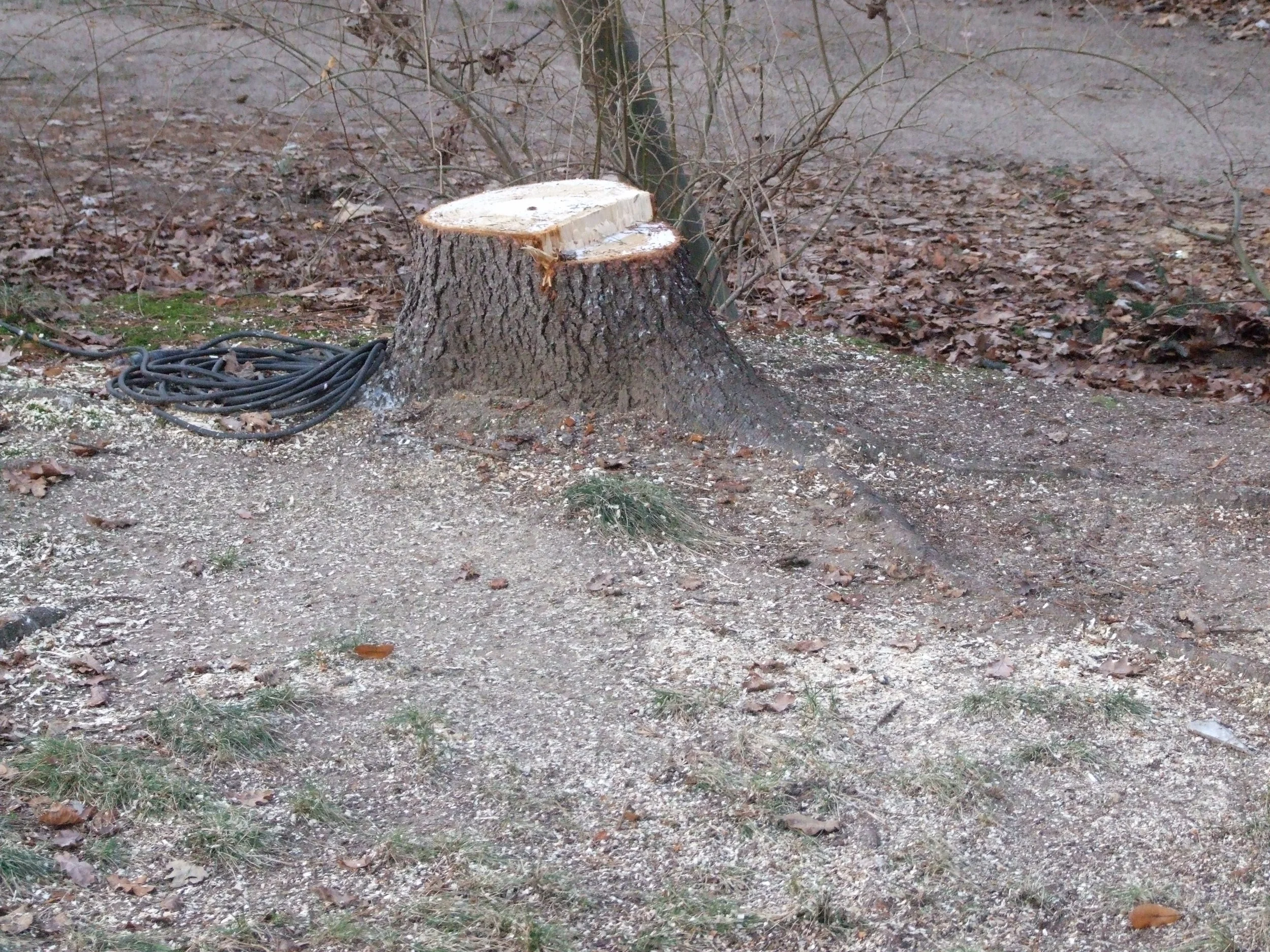 der baum ist weg.jpg