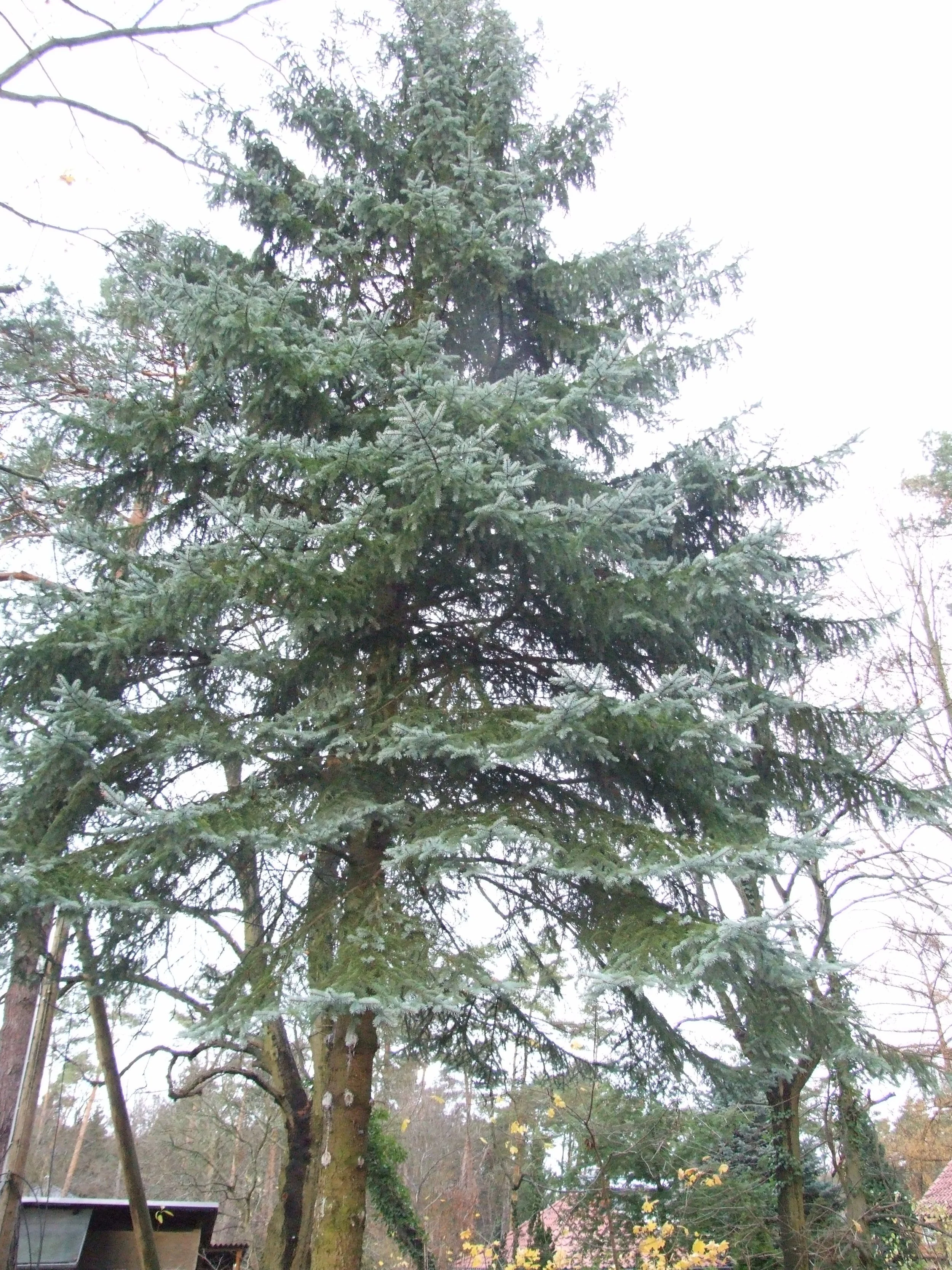 der baum muss weg.jpg