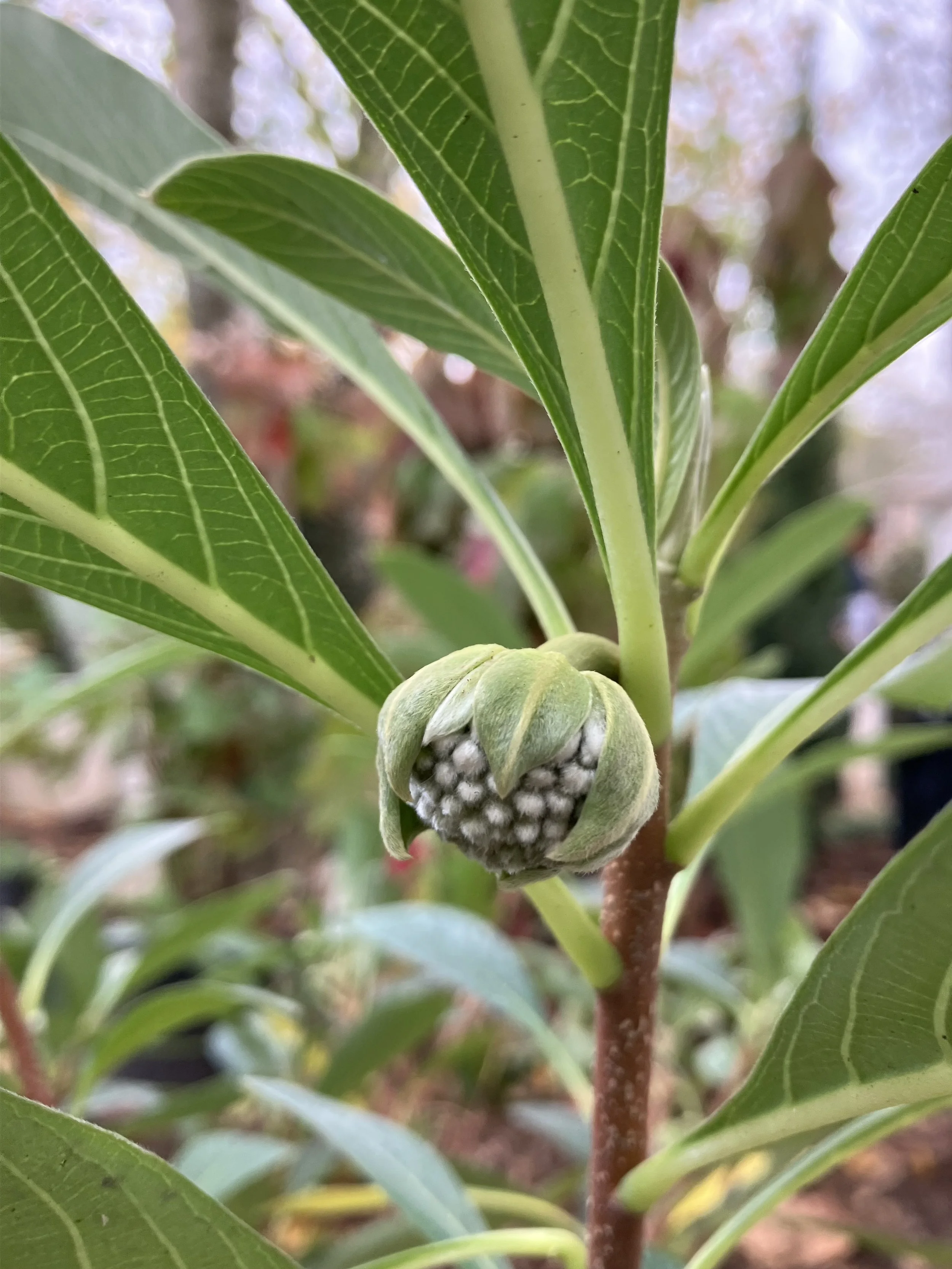 Structured Naturalism