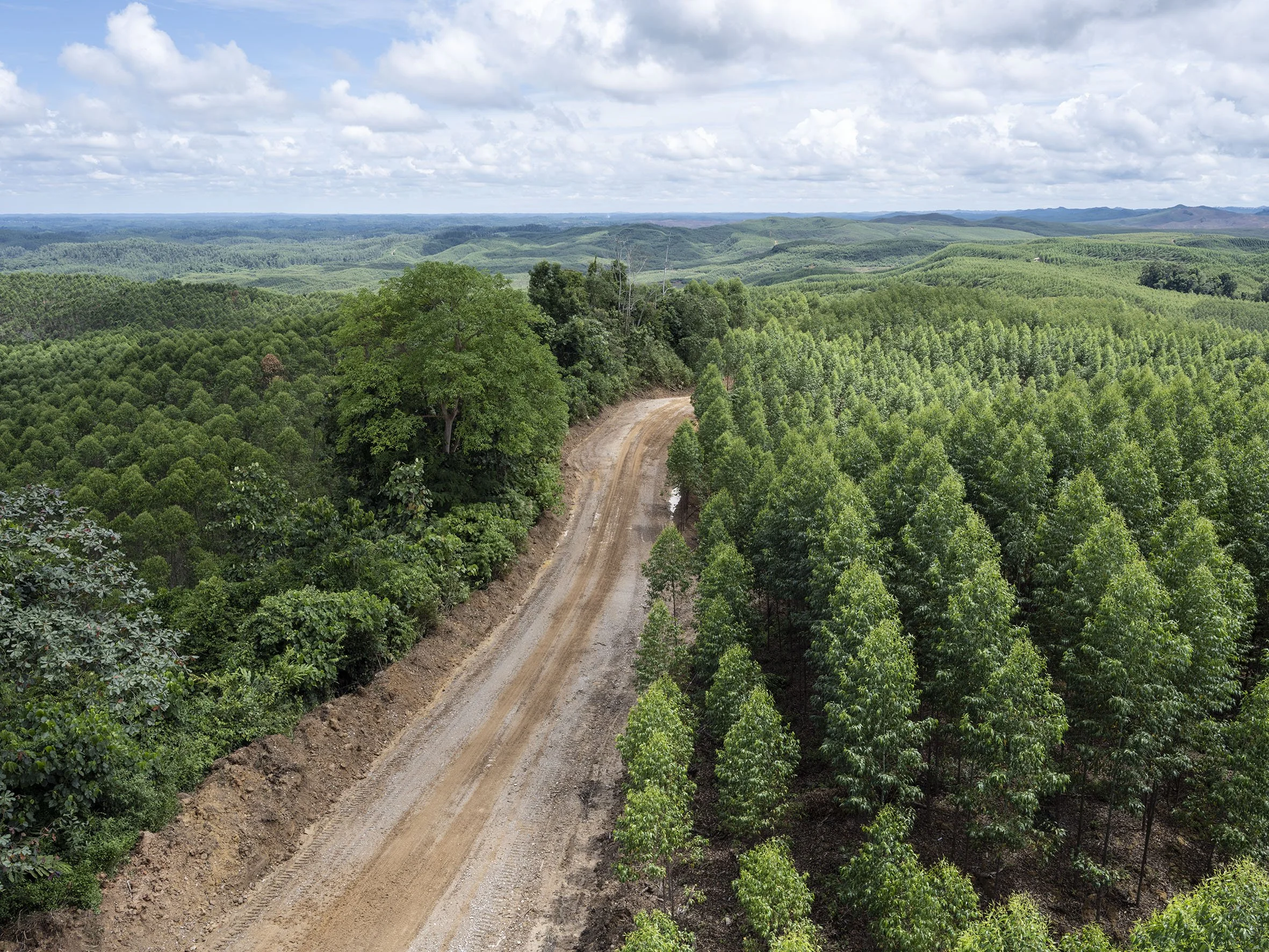 Eucalyptus plantation seen from Sudarmono observation tower near Sepaku, the core area of the future capital. Most of the land for the new capital is owned by PT ITCI Hutani Manunggal (IHM), a private company that supplies raw materials for the paper