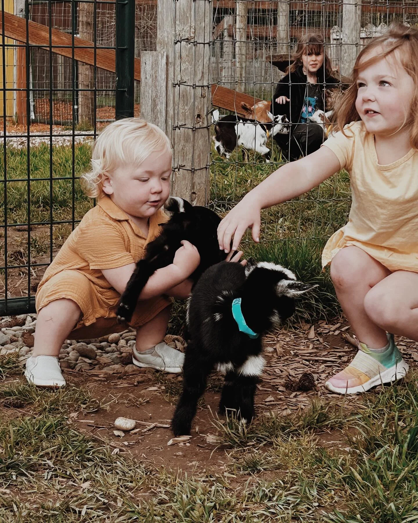The opportunity to hang out with some very cute kids fell into my lap today. Don&rsquo;t tempt me with a good time. 
@leftfootfarm 
#goatfarm
#leftfootfarm
#babygoats
#dopamine
#washingtonsmallbusiness