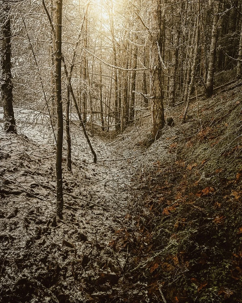 &ldquo;You showed me colors you know I can&rsquo;t see with anyone else.&rdquo; 

A very #folklore setting on the mountains of @olympic_nps this month. 
Snow meets new growth. 
#olympicnationalpark🌲 
#olympicnationalparkexperience
#nationalparkobses