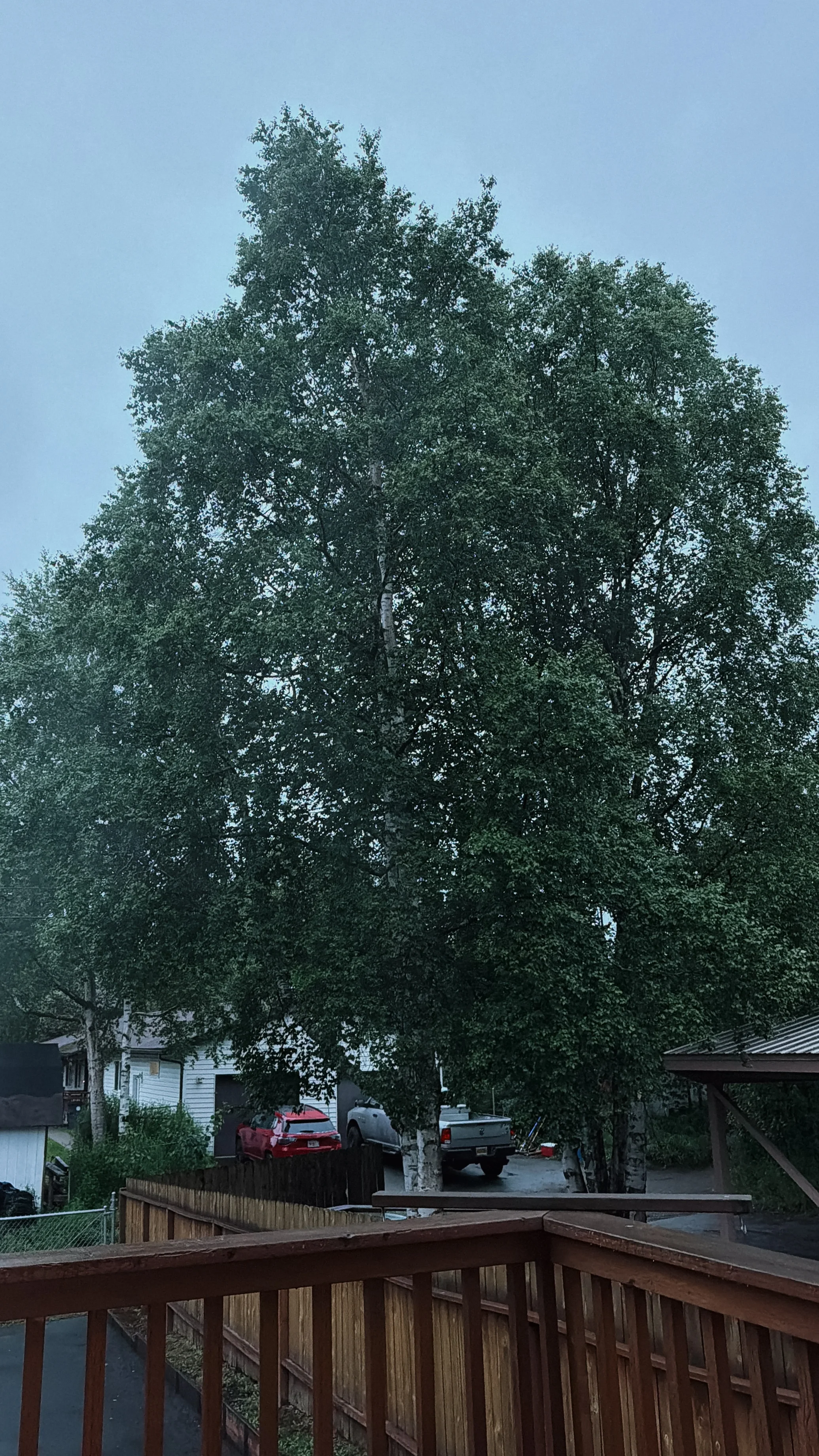 blue sky and green tree in Alaska
