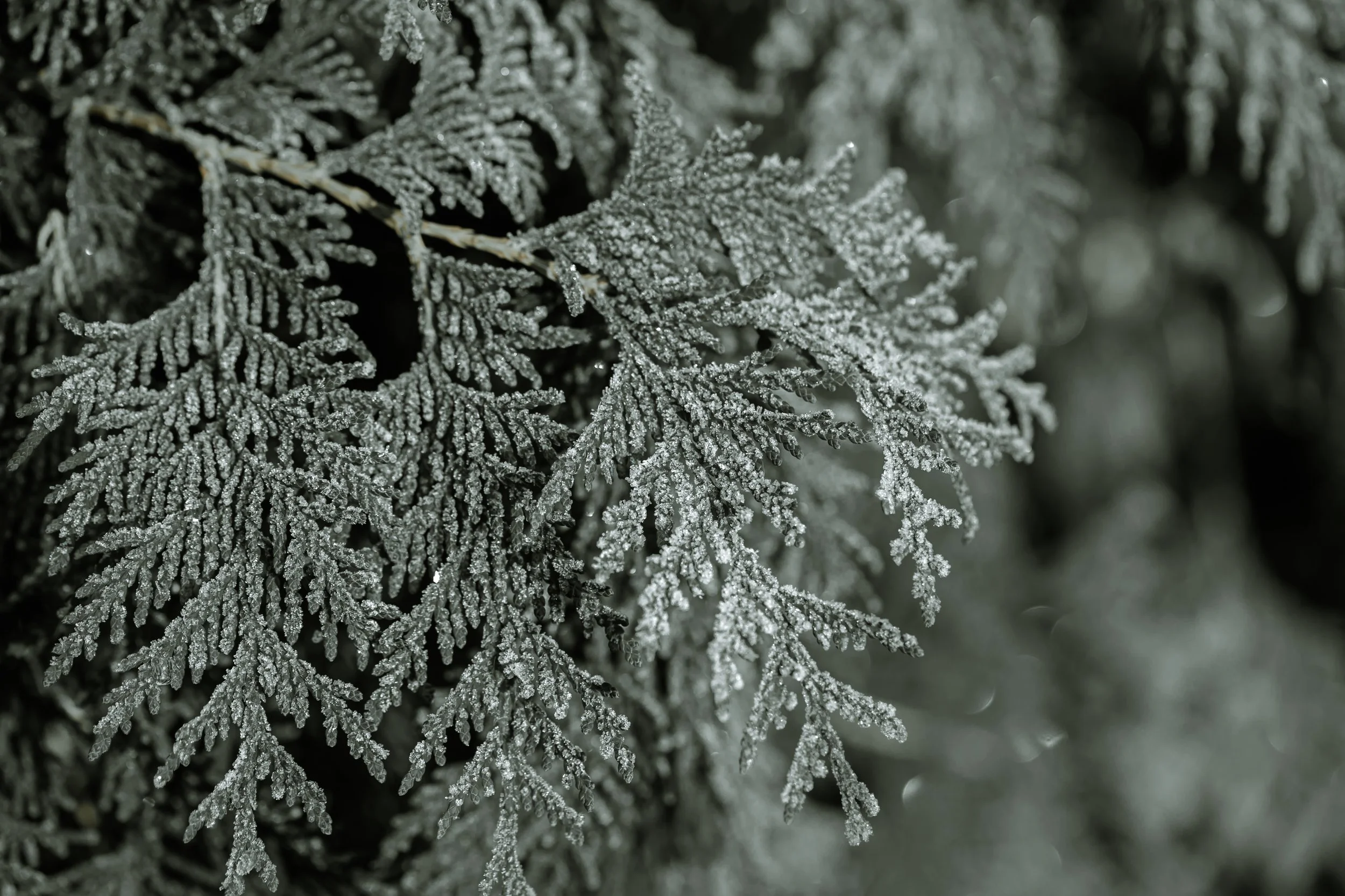 frozen-branches-were-eaten-frosty-early-morning.jpg