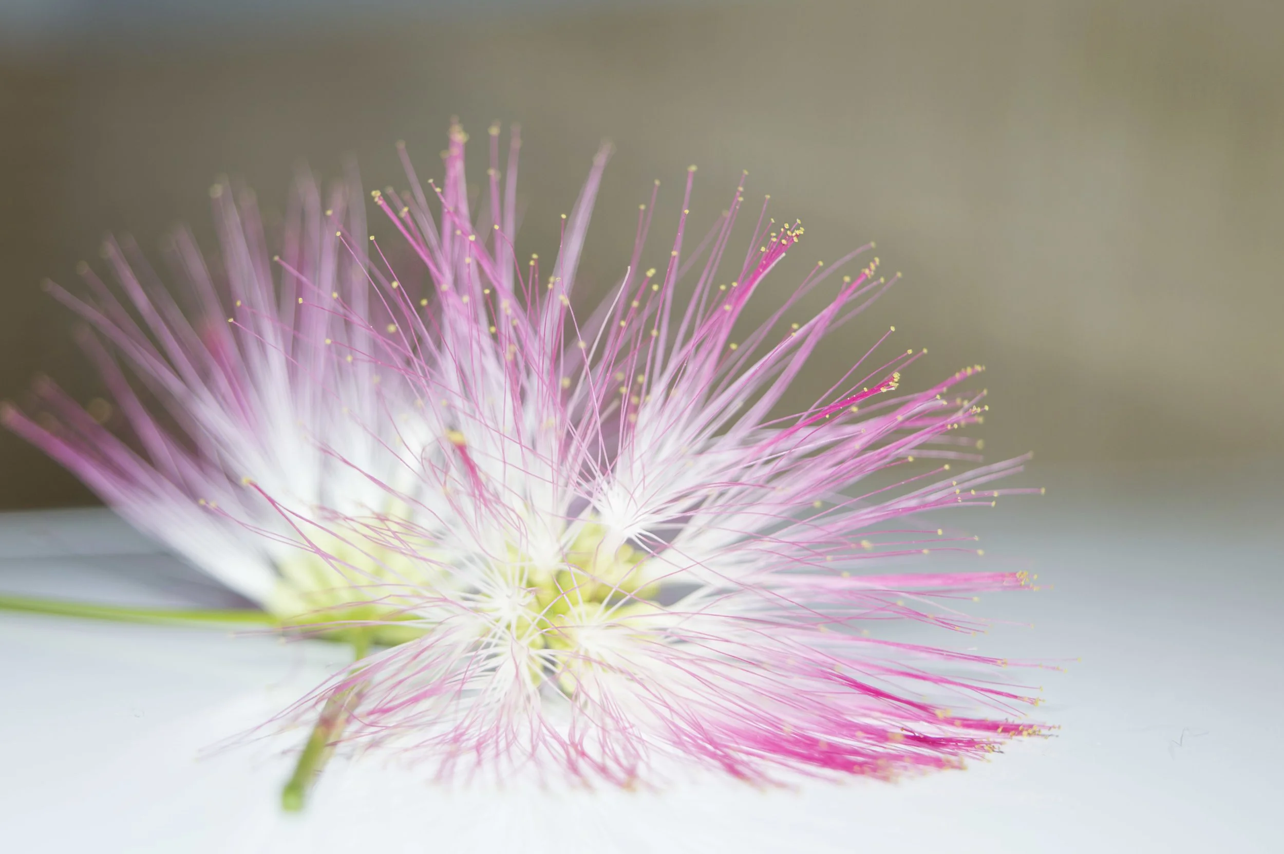 closeup-shot-pink-flowers-shameplant.jpg