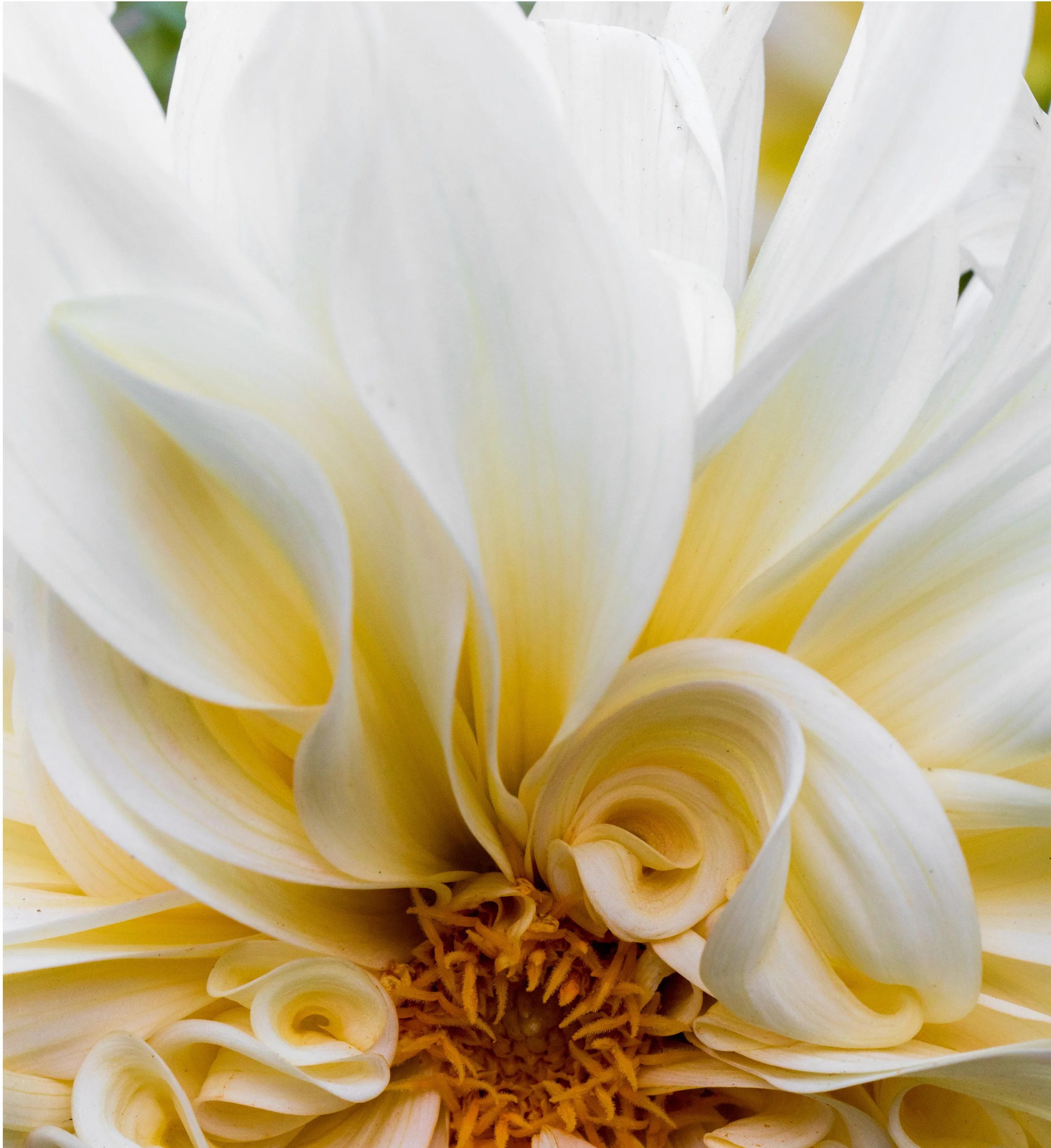 white-flowers-bloom.jpg