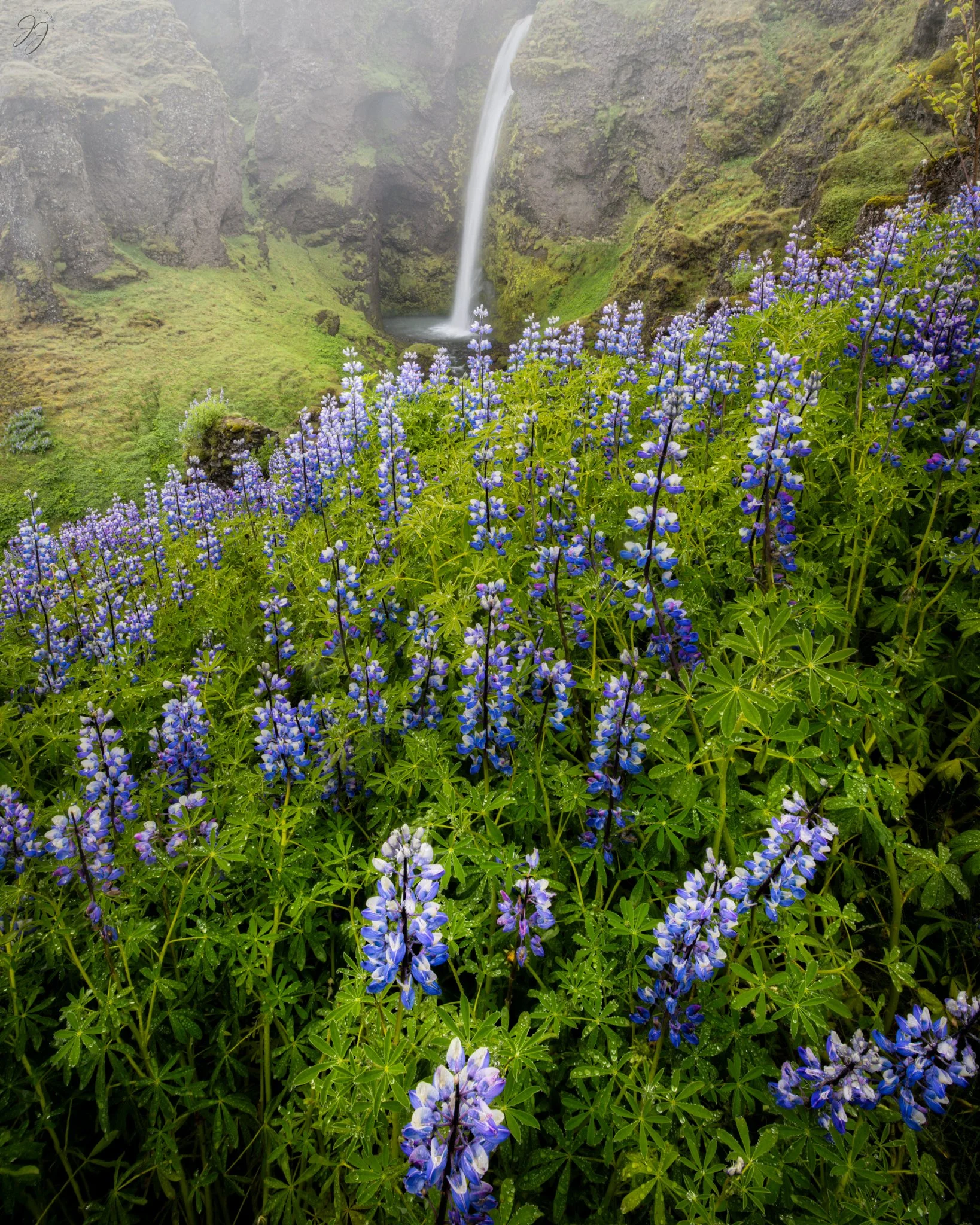 lupine waterfall combo-Edit.jpg