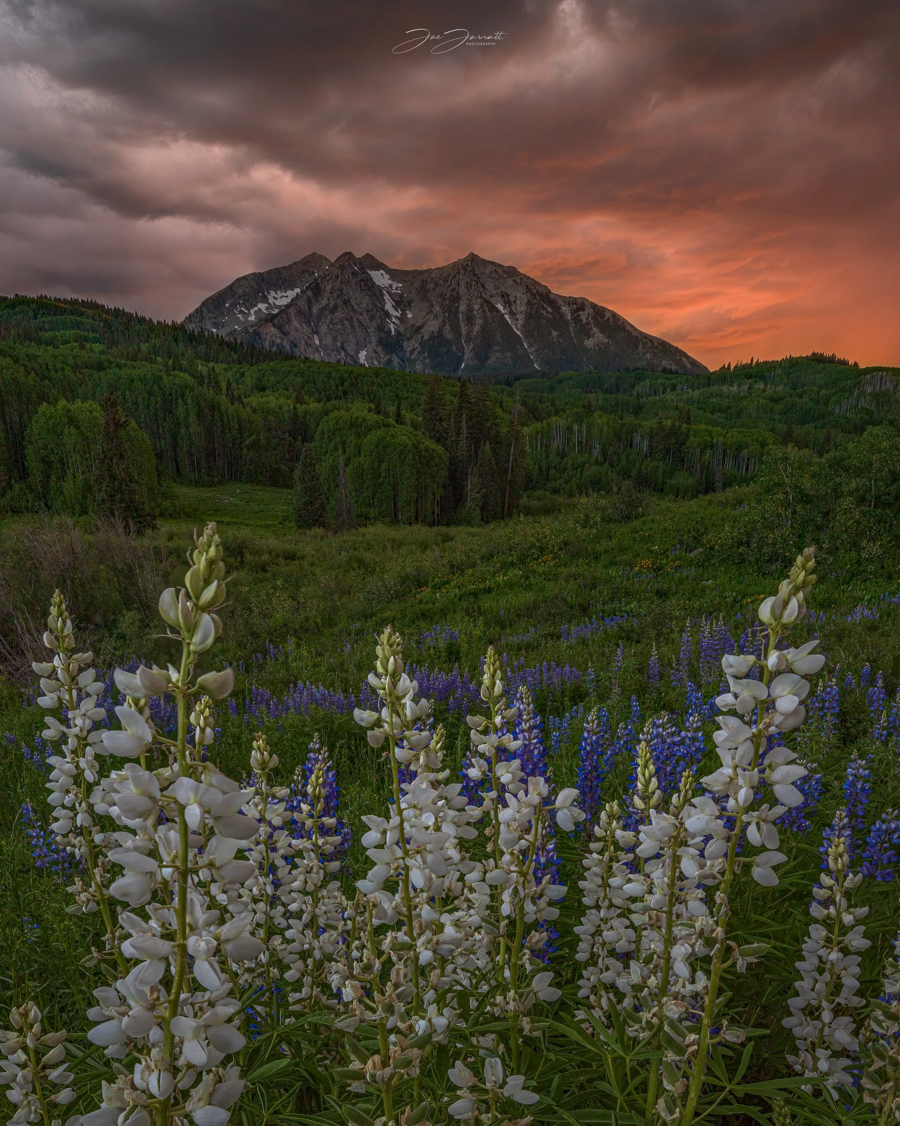 w  hite lupine-Edit.jpg