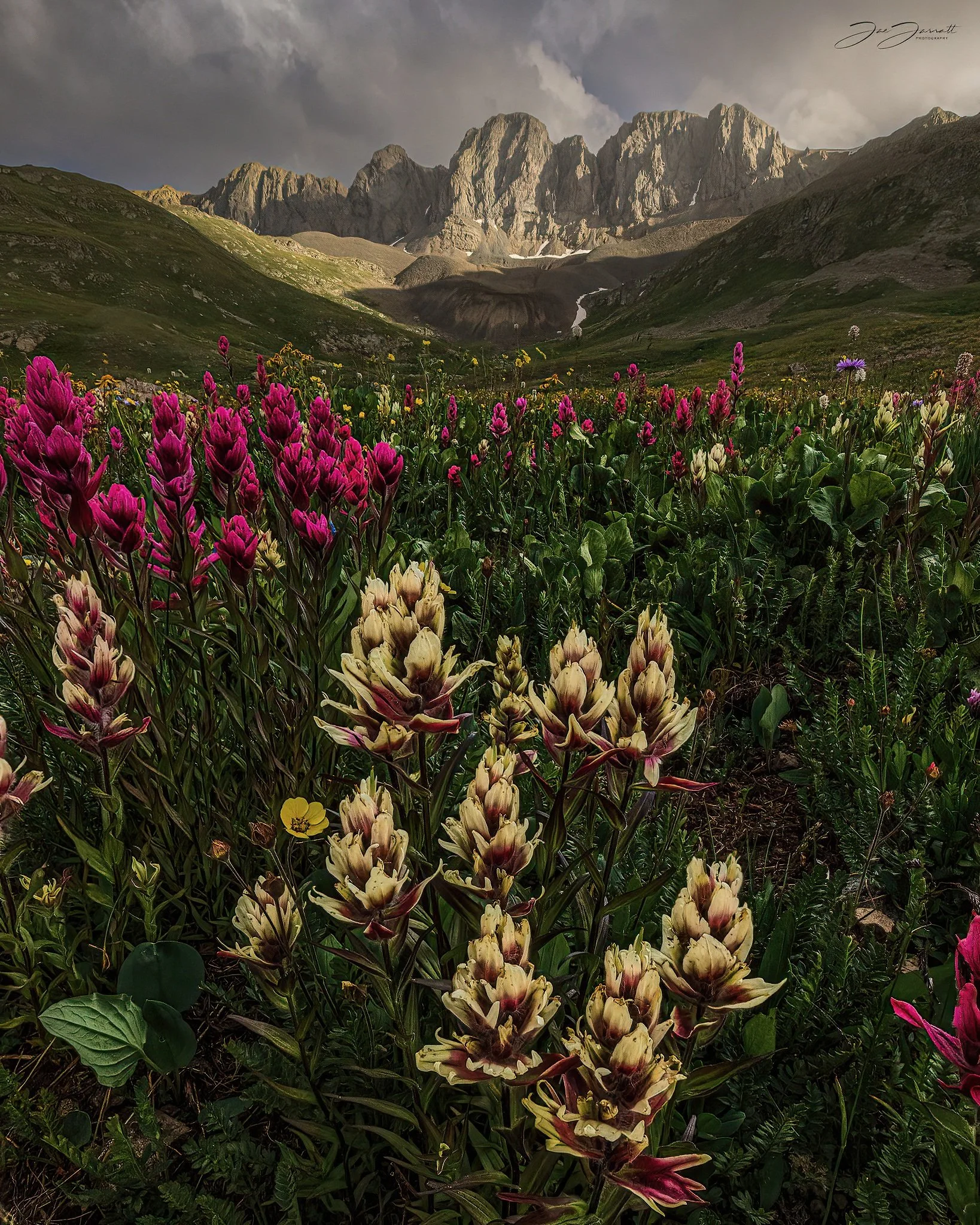 american basin sea of lupine.jpg