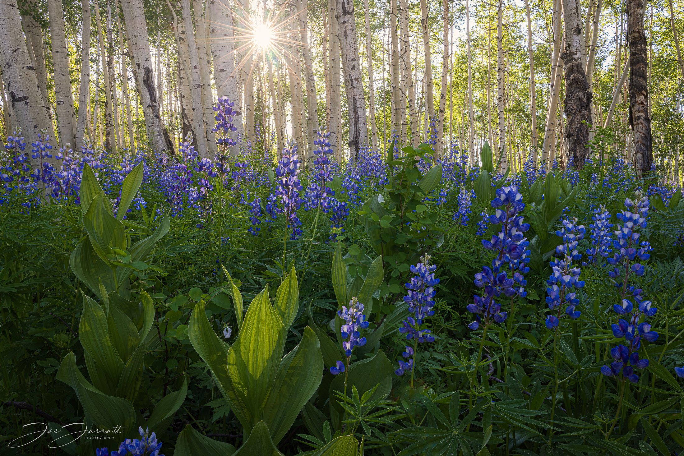 lupine aspen sunstar-Edit-Edit.jpg