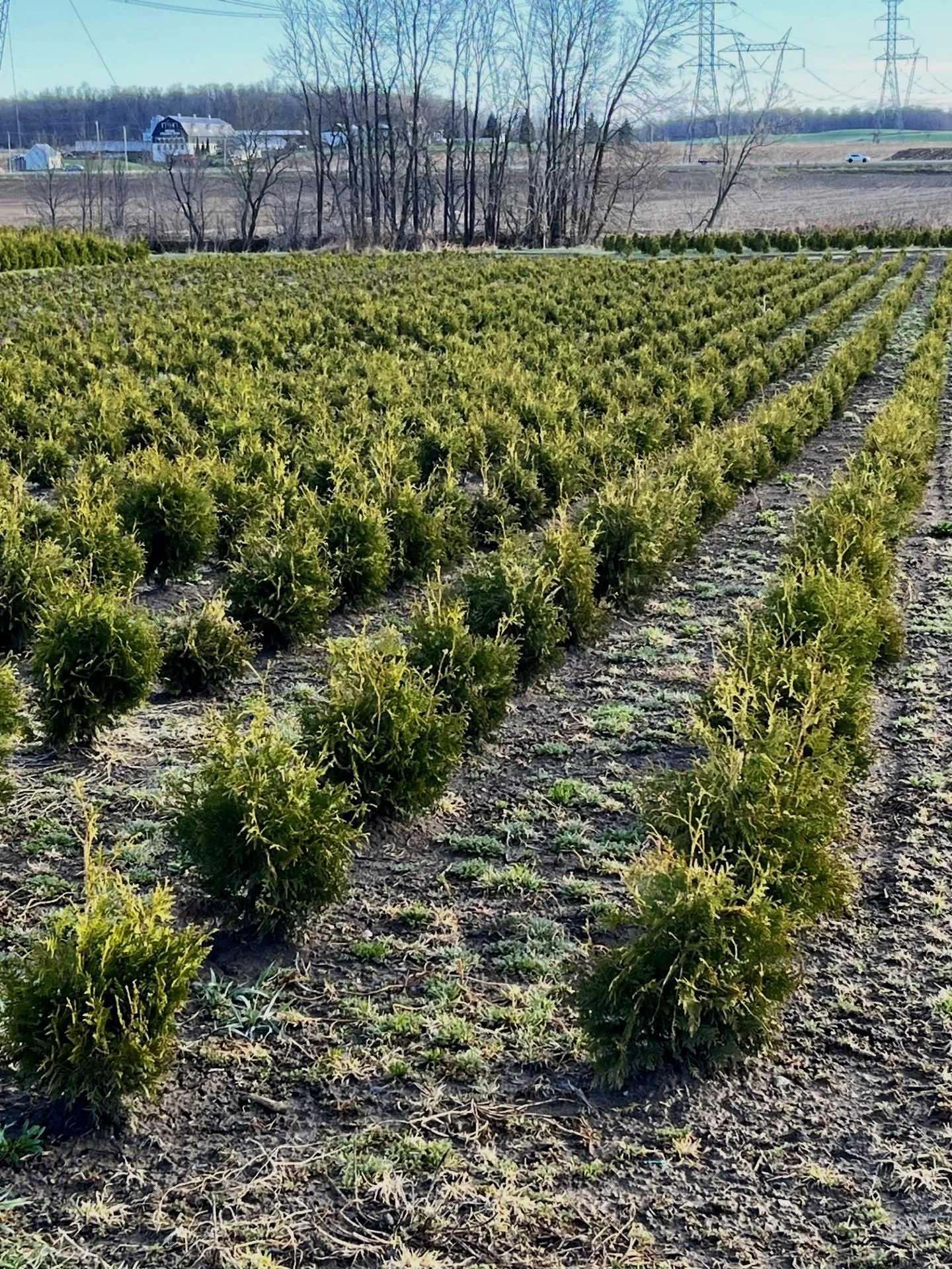 Un champ avec des rangées de petits arbustes verts, probablement de jeunes plants ou buissons, dans un paysage rural avec des arbres dénudés et des lignes électriques en arrière-plan, sous un ciel clair.