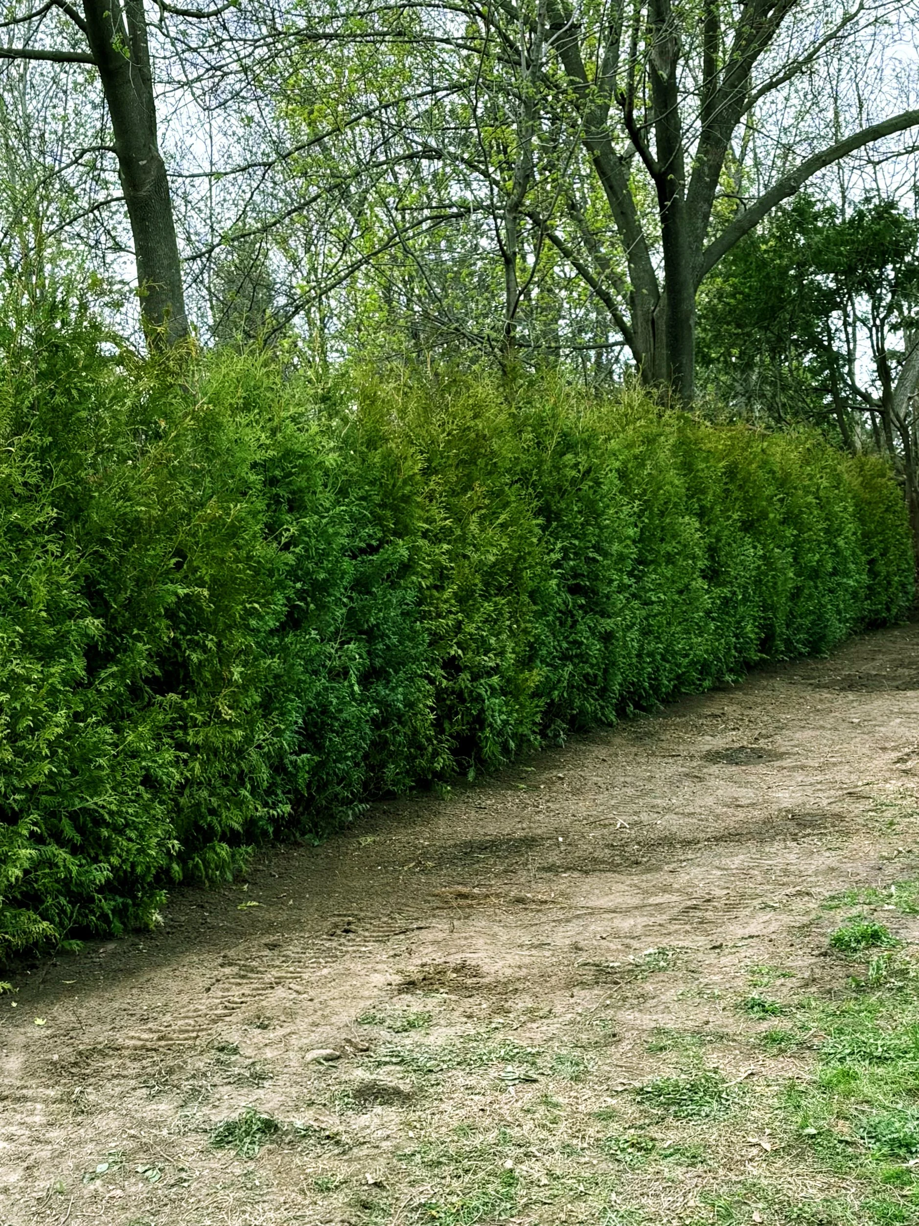 Route de terre bordée d'une haie dense et d'arbres en arrière-plan.