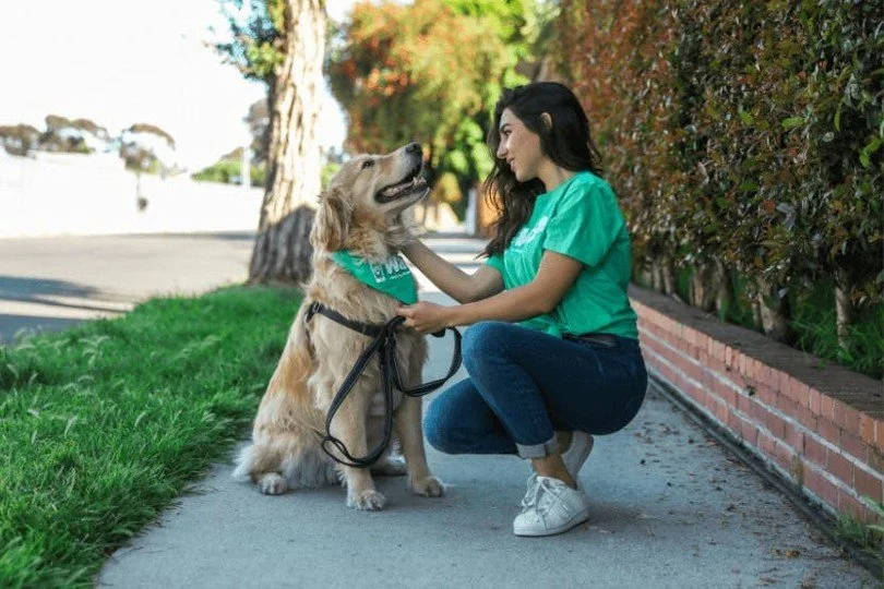 A golden retriever dog wearing a green Wag branded bandana around neck is being pet by a young woman with dark brown hair wearing jeans, white sneakers and a Wag branded green t-shirt. They are outside on a sunny day and on a sidewalk.