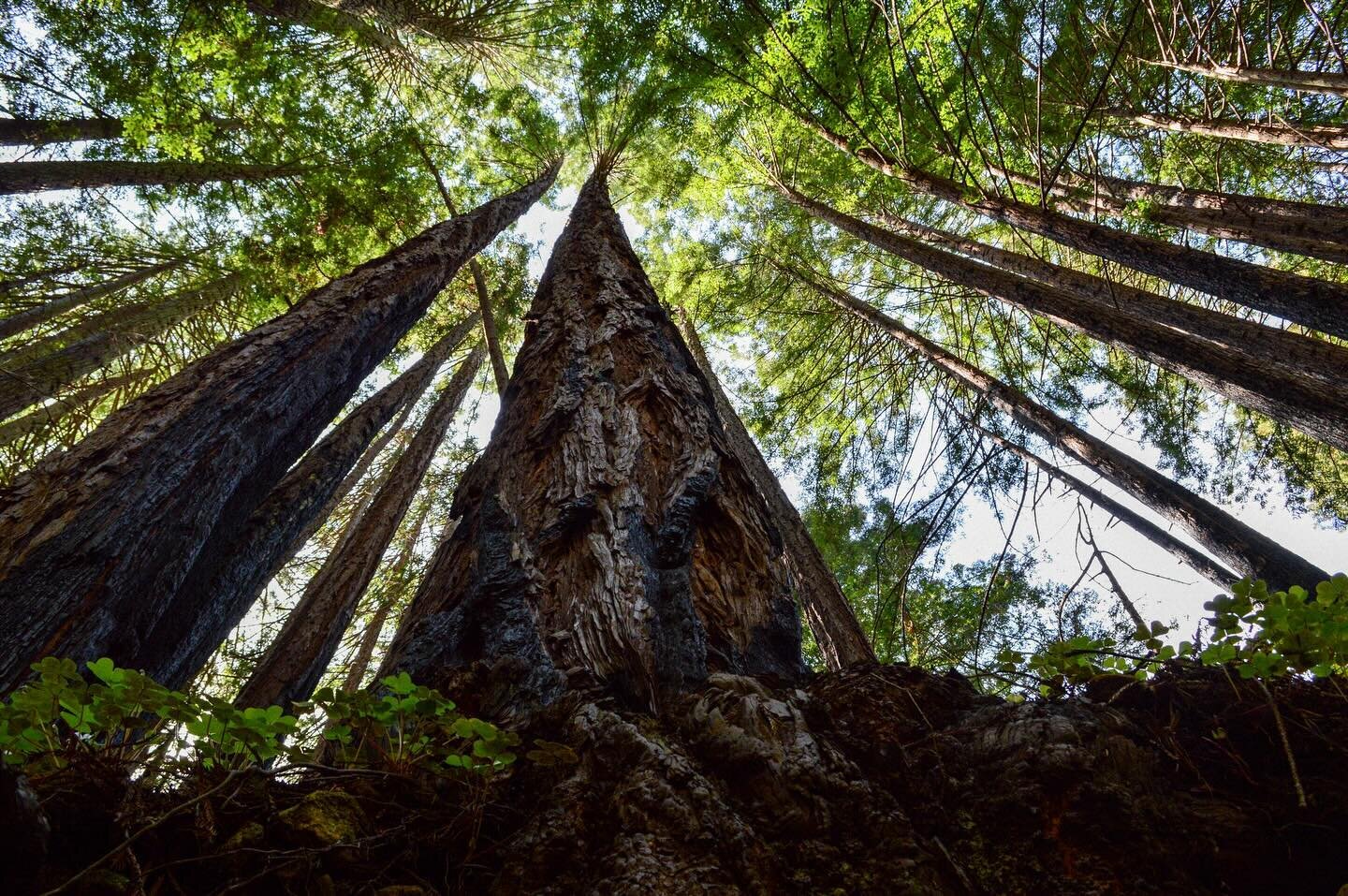 A rare view of a redwood, beneath the roots 🌲

.
.
.
.
#californiaredwoods #californiaredwood #bigsur #bigsurredwoods #limekilnstatepark #californiastateparks #californiaphotographer #californiaphotography #redwoodtree #redwoodtrees