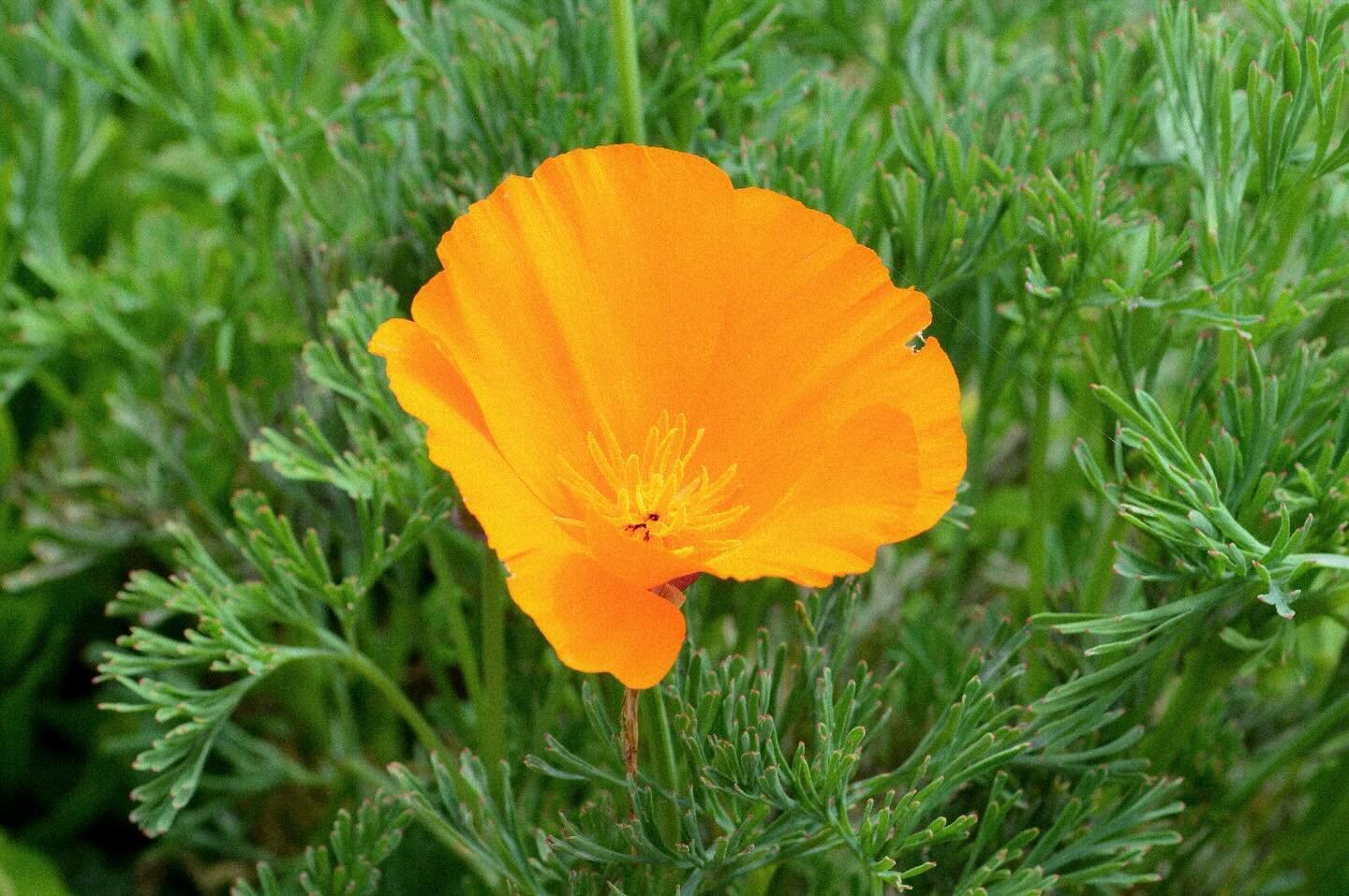 California poppy, my all time favorite flower.

.
.
.
.
#californiapoppy #flowerphotos #californiaflowers #bigsurcoast #orangeflower #orangeflowers #californiastateflower #orangepoppy #poppyflower #californiagirls #californiaborn #californiaraised #c