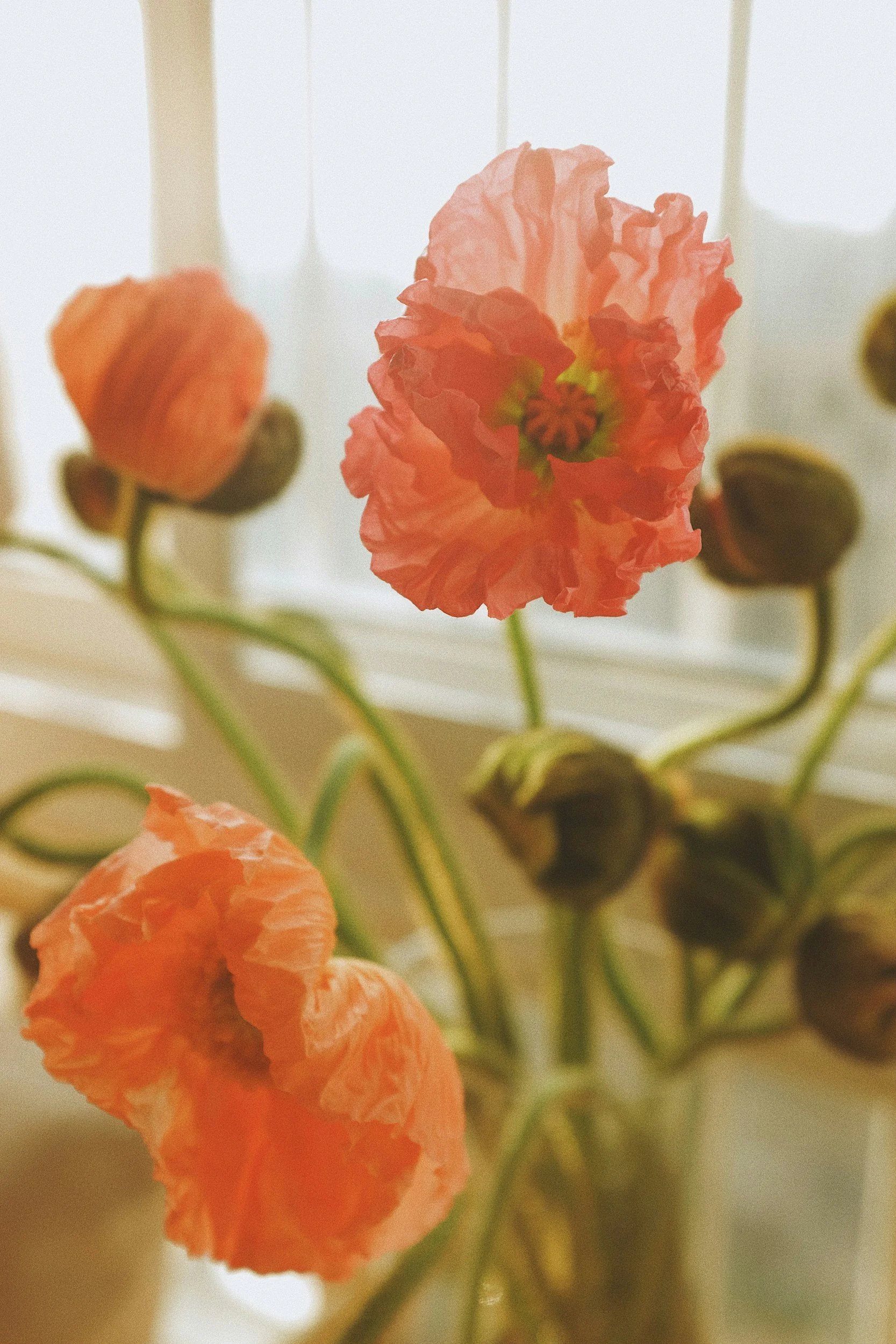 A bouquet of poppies with squiggly stems stand in a clear vase in front of windows. Most of the flowers are closed in green buds but three are open with light pinkish orange petals.