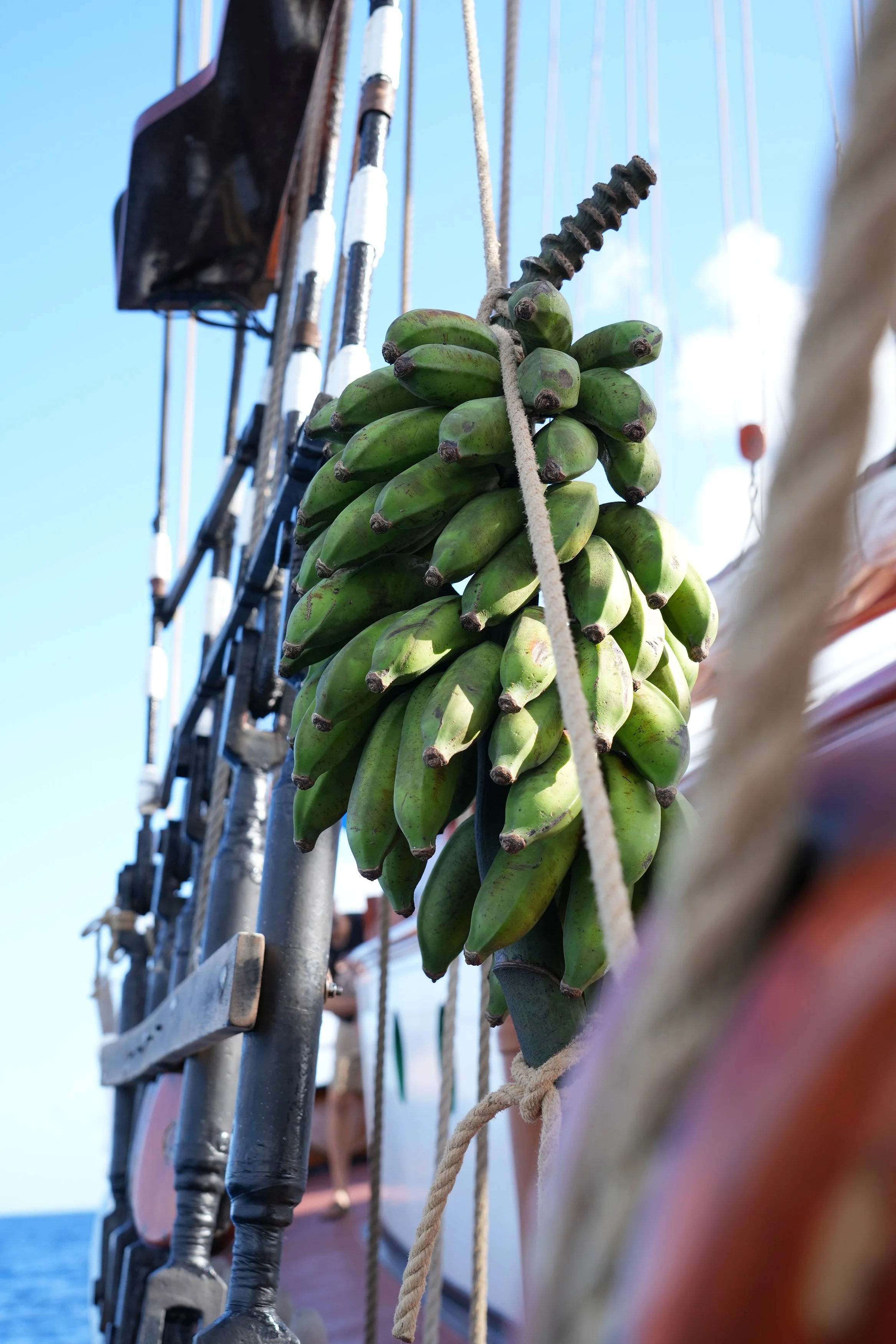 15 Bananas on ship.jpg