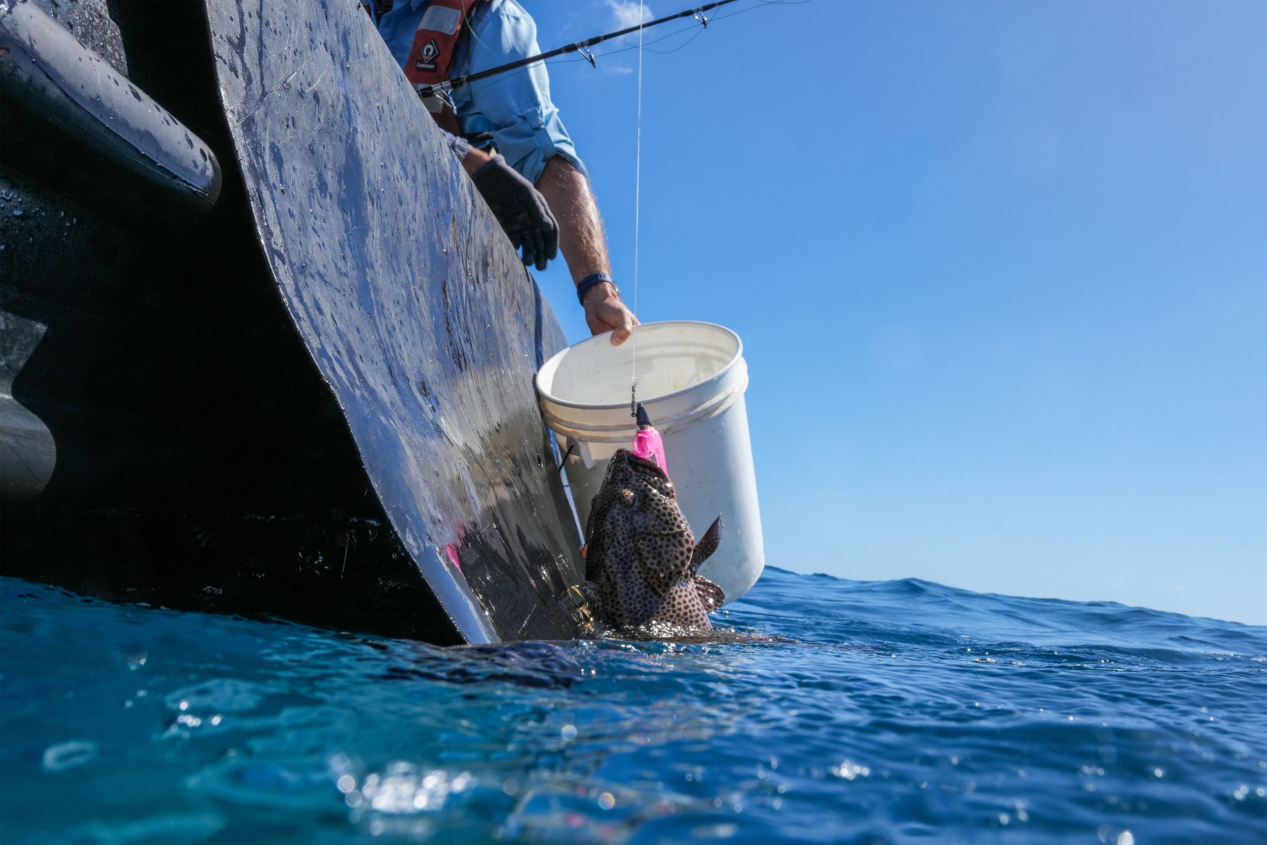 10 Grouper going in bucket.jpg