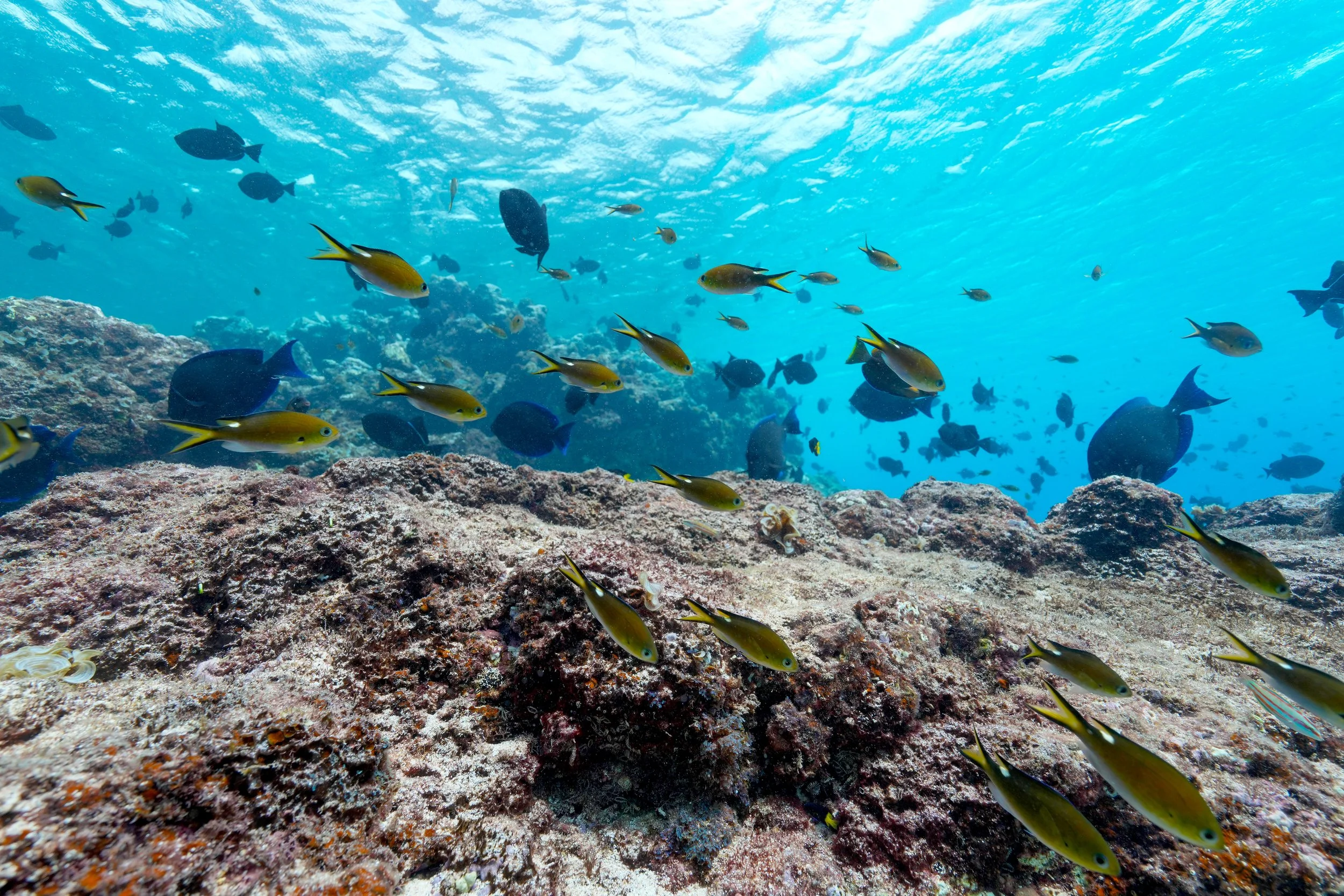 100625 Apollo Damselfish.jpg