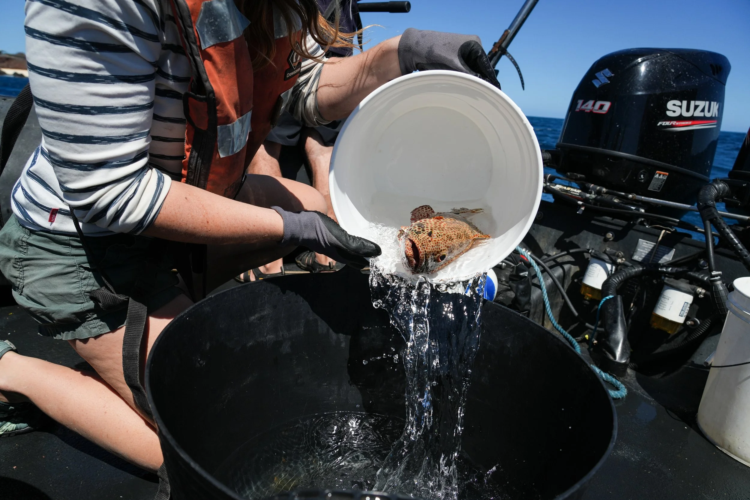12 Grouper being transfered into larger bucket.jpg