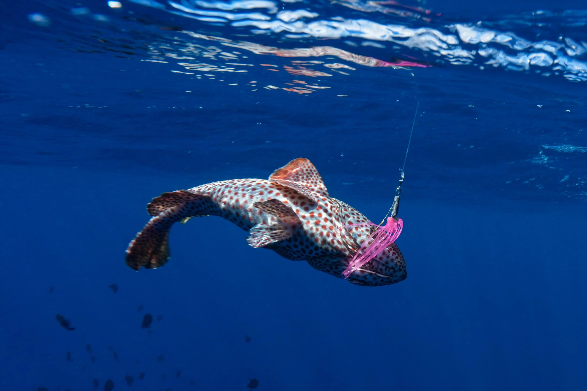 7 close up Grouper on line UW.jpg