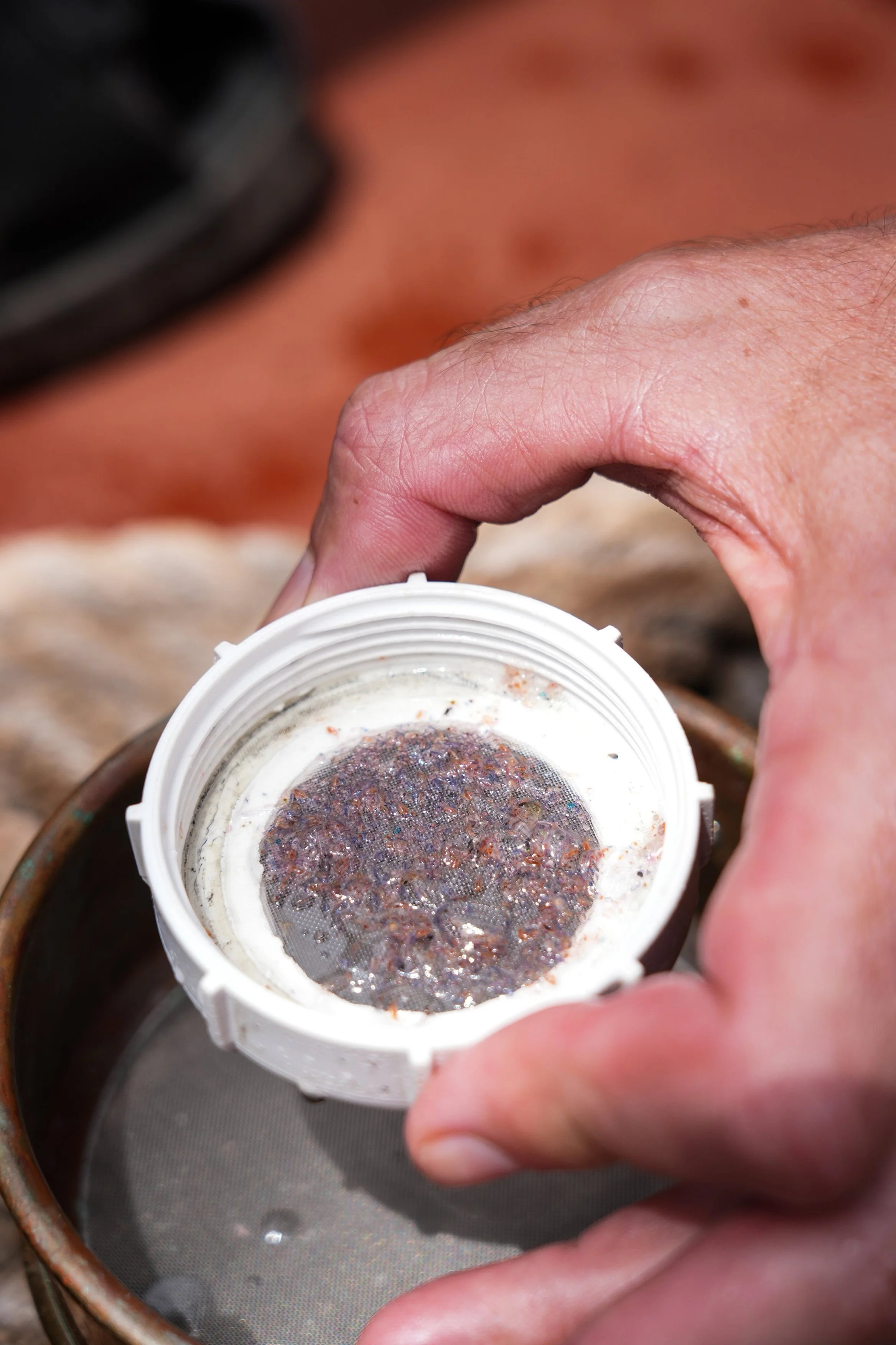 7 Sample in sieve Close up.jpg