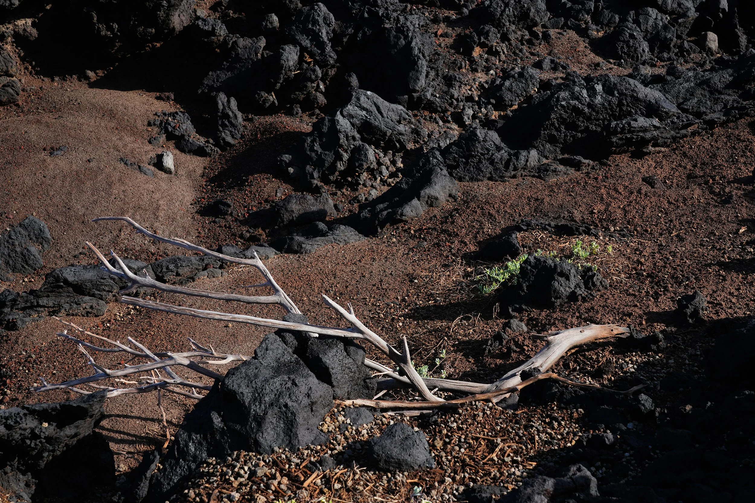 dead tree on mars.jpg