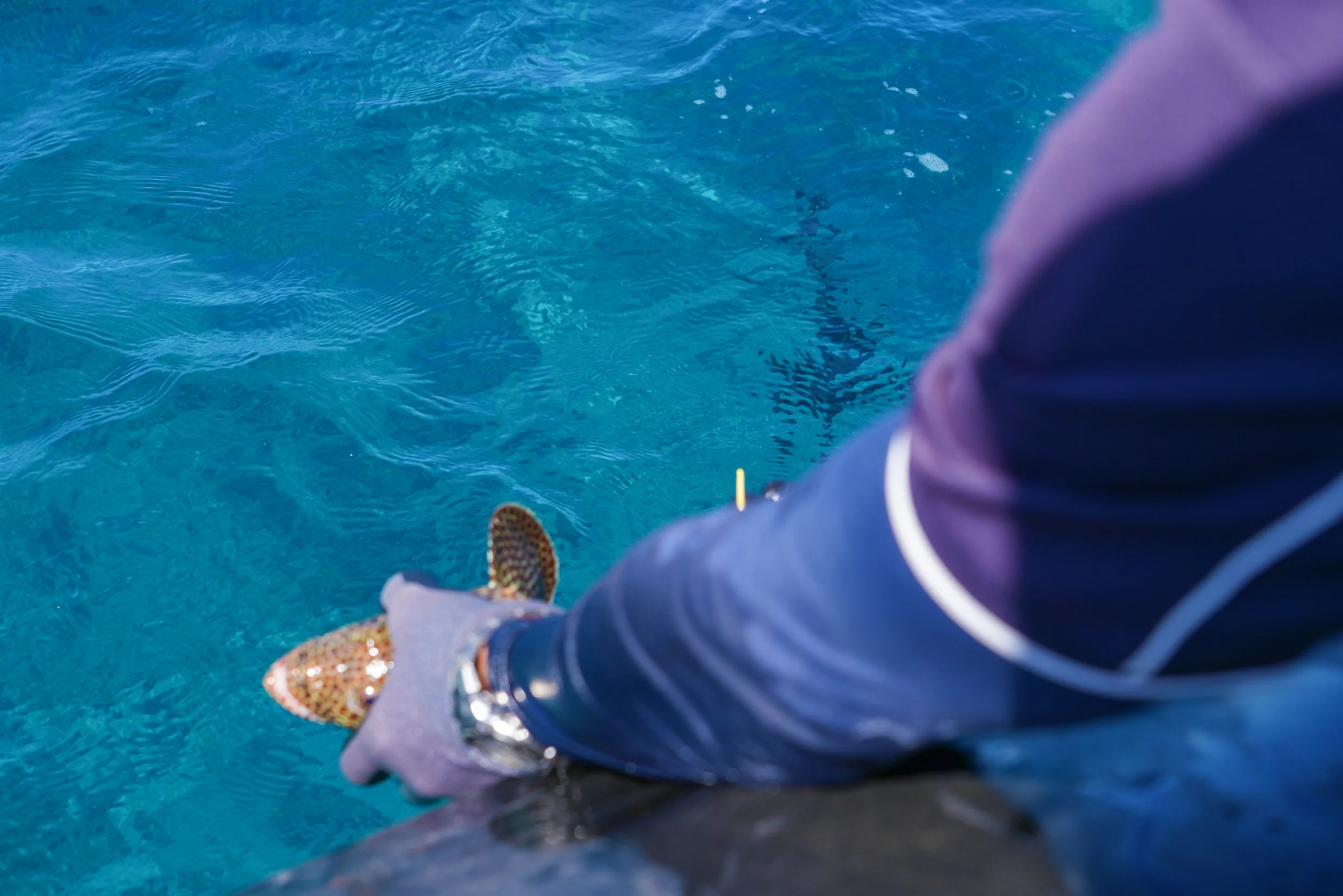 10 Grouper being released.jpg