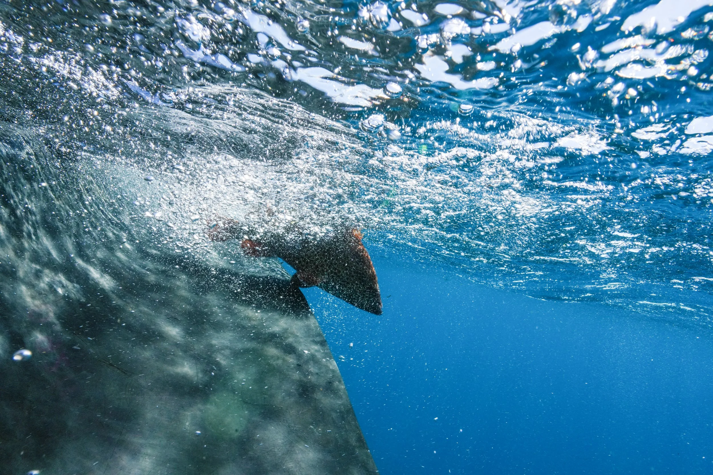 12 Grouper in the water lots of splash.jpg