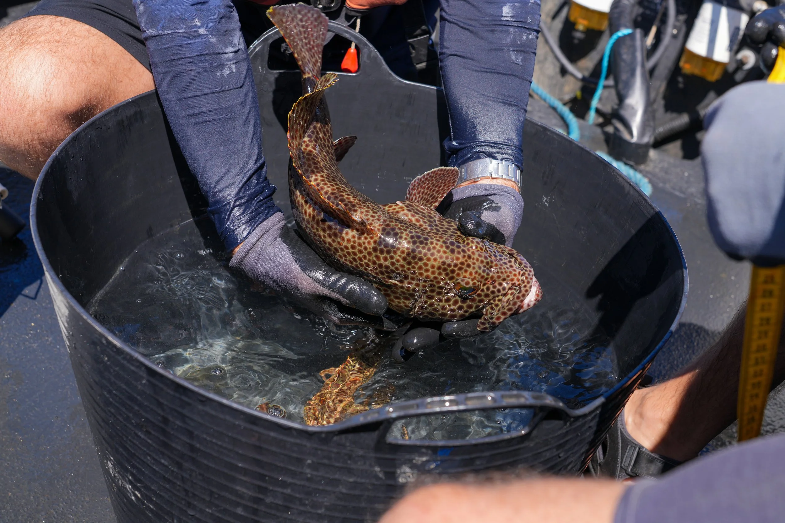 2 Grouper in hand over bucket.jpg