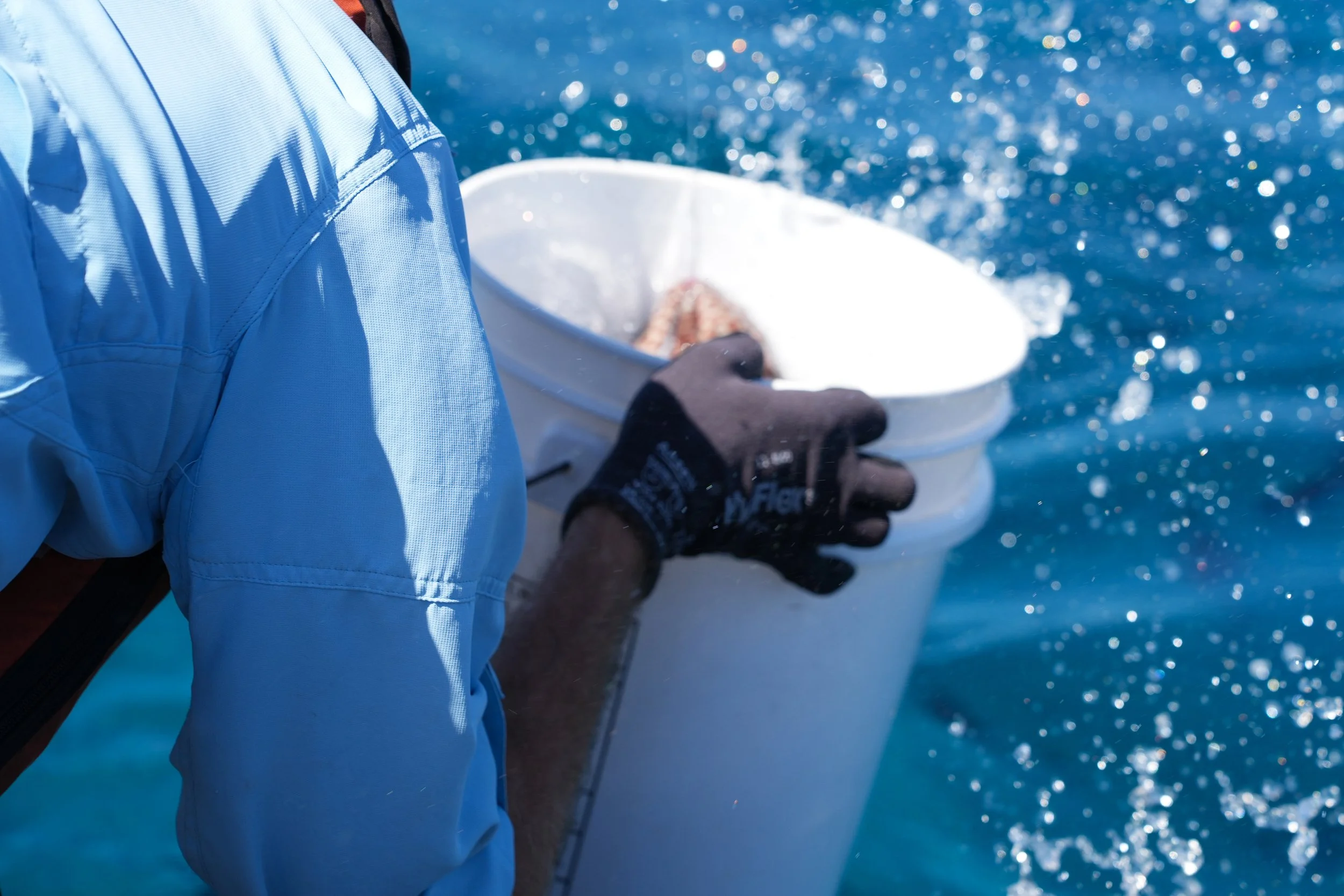 11 Grouper splashing bucket.jpg