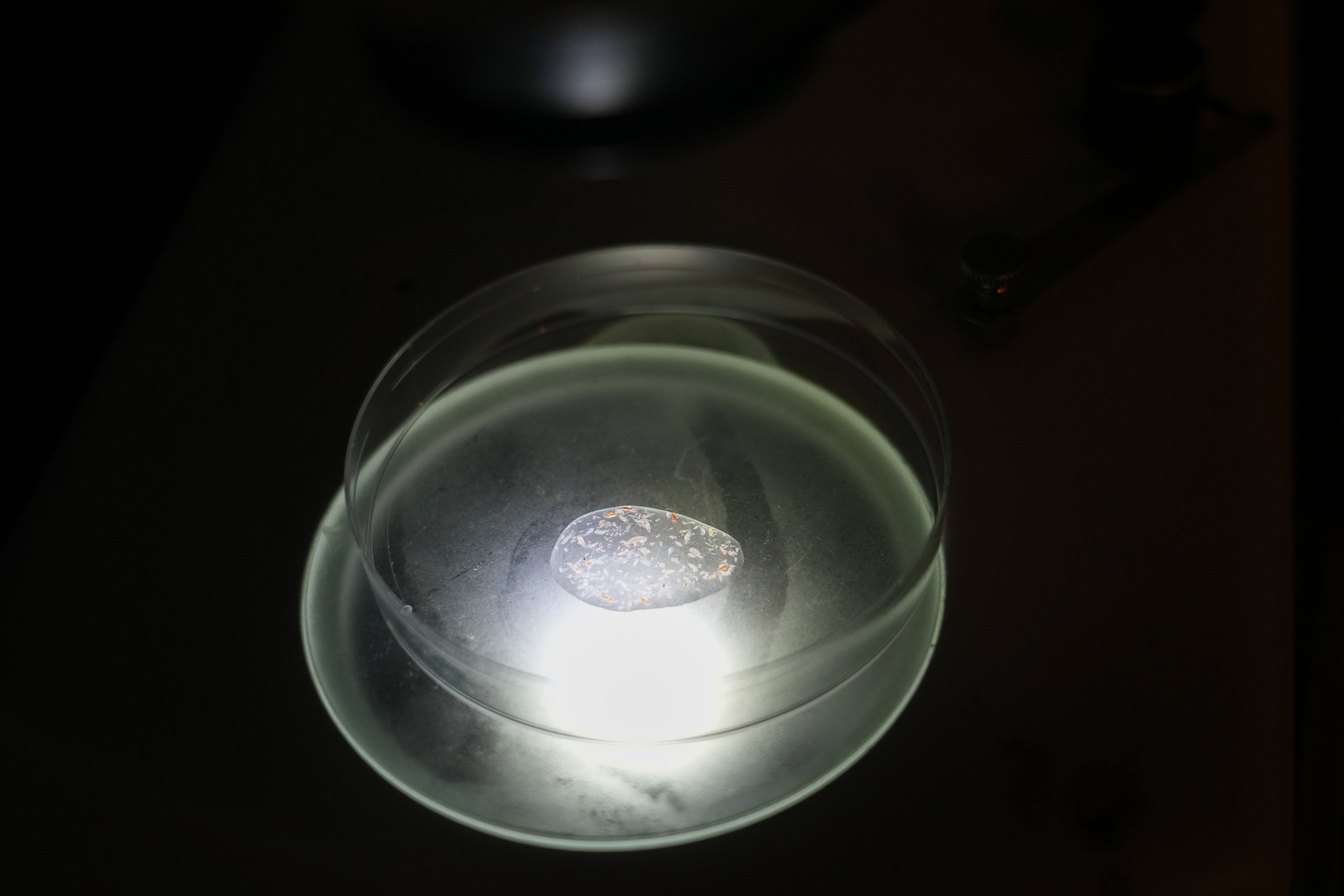 10 Sample in dish.jpg