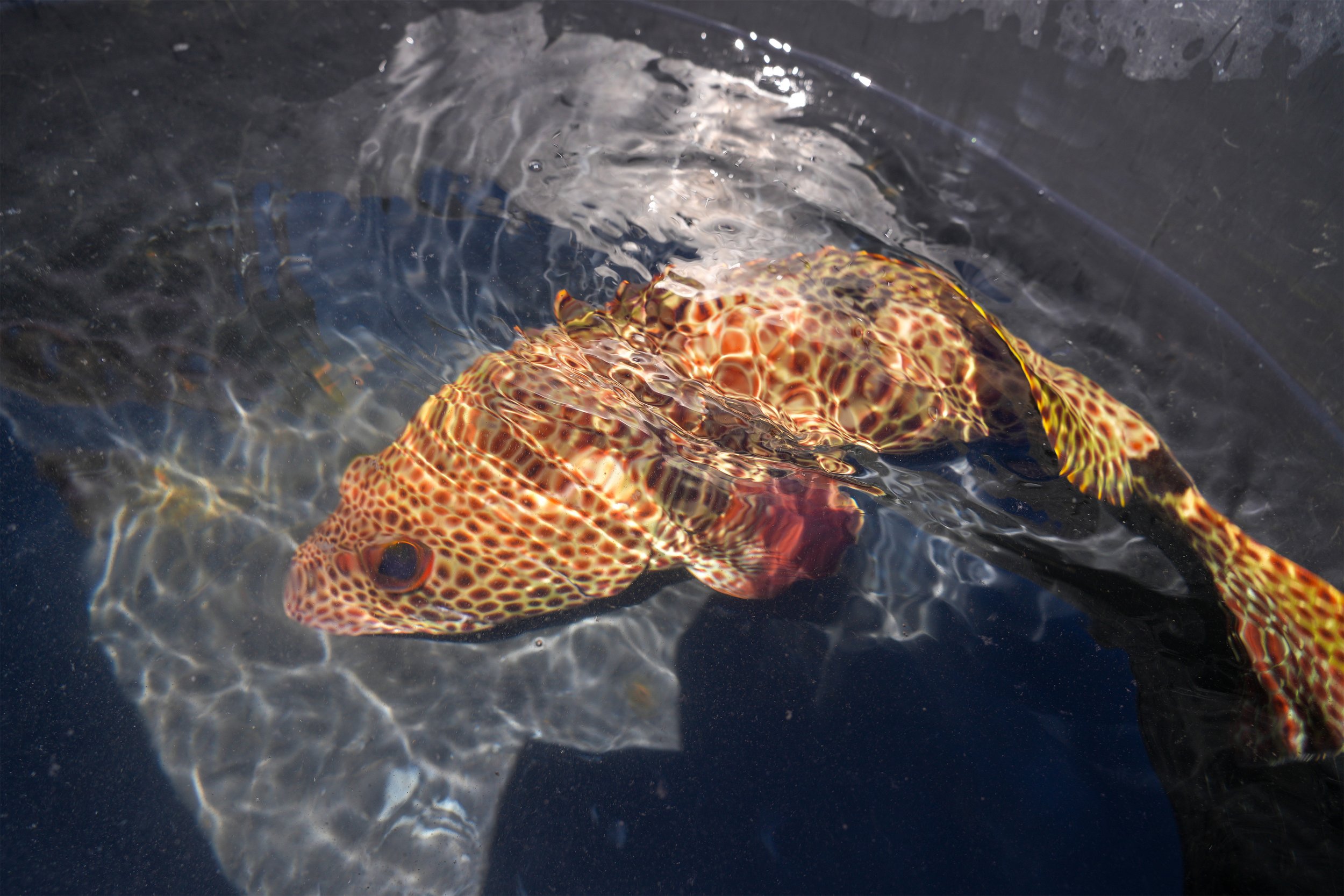 13 Gouper in bucket Close up.jpg