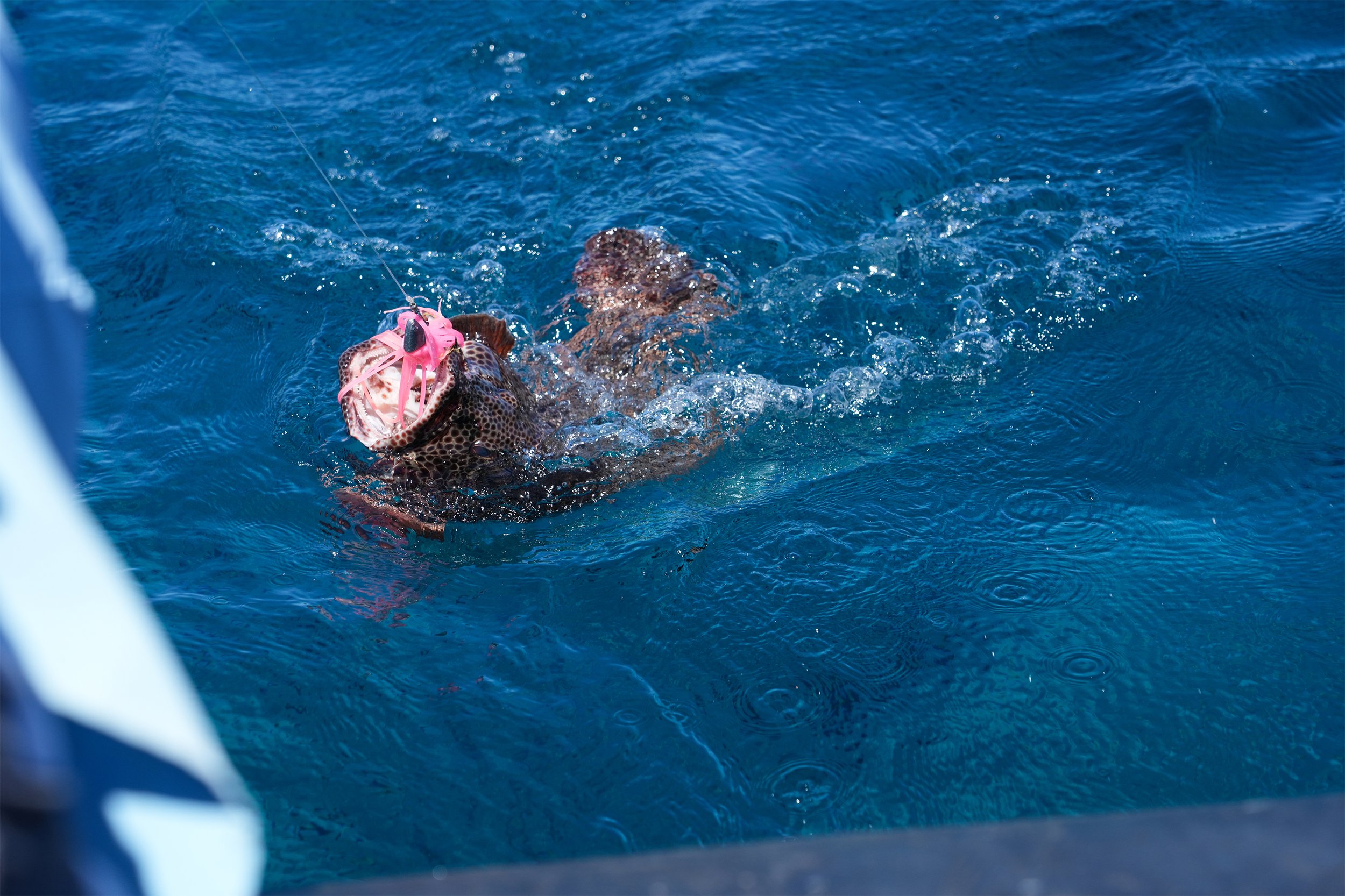 9 Grouper on line Above water.jpg