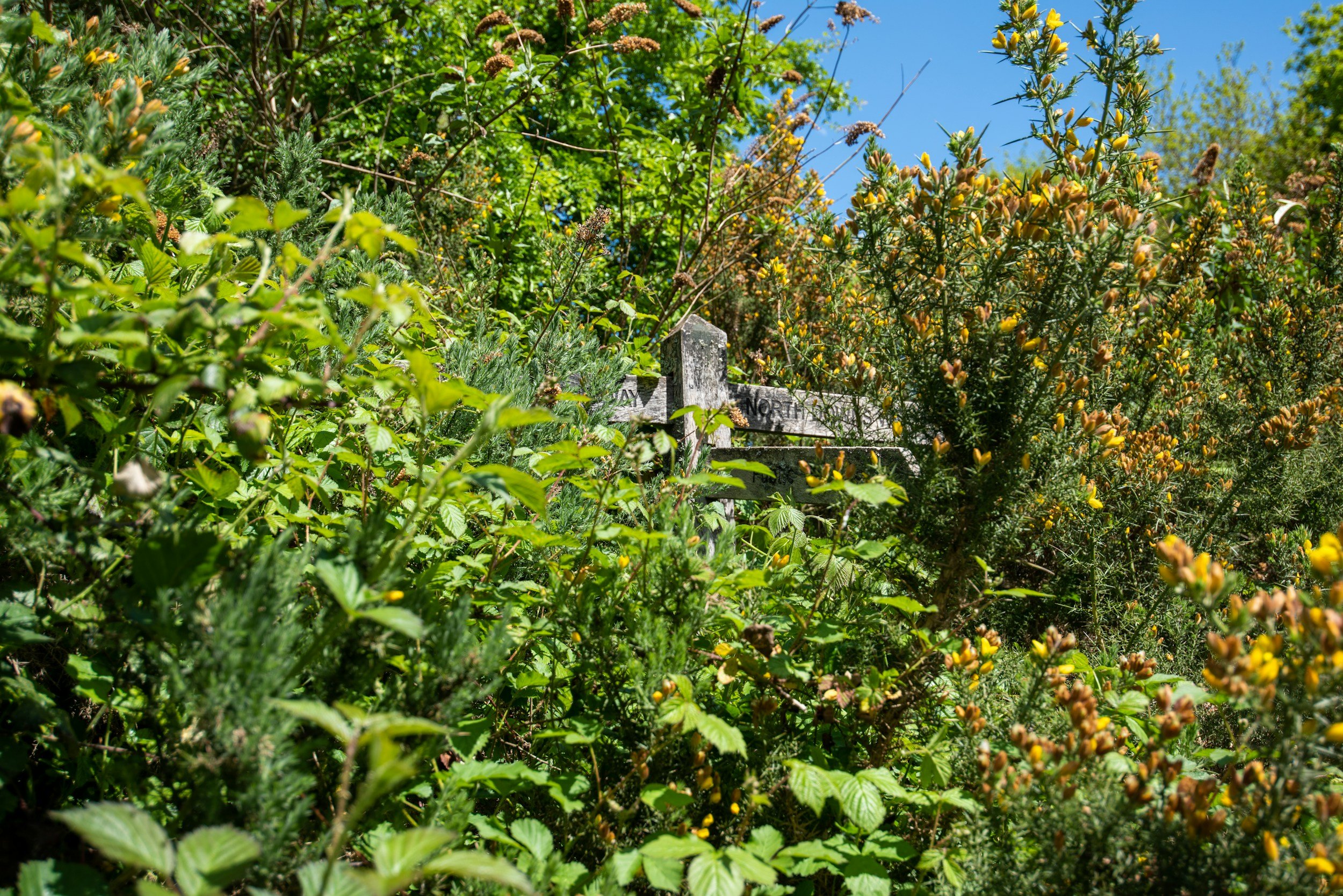 Fixing an overgrown landscape