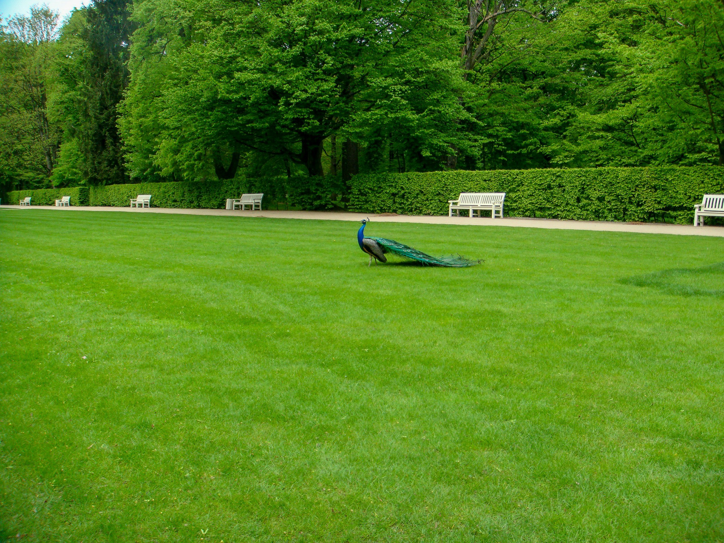 Spring Lawn Care Tips