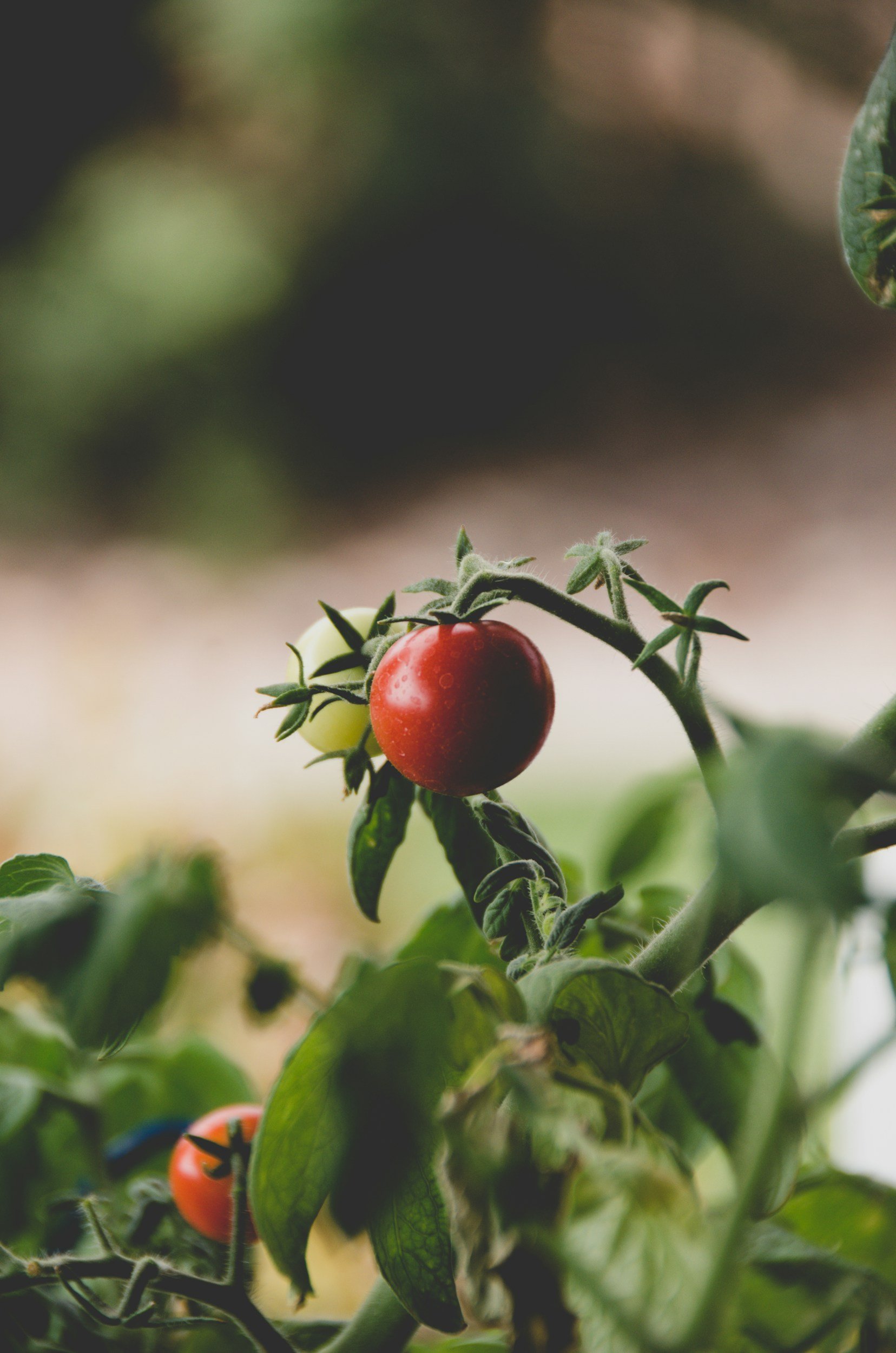 Growing your food promotes a healthier lifestyle