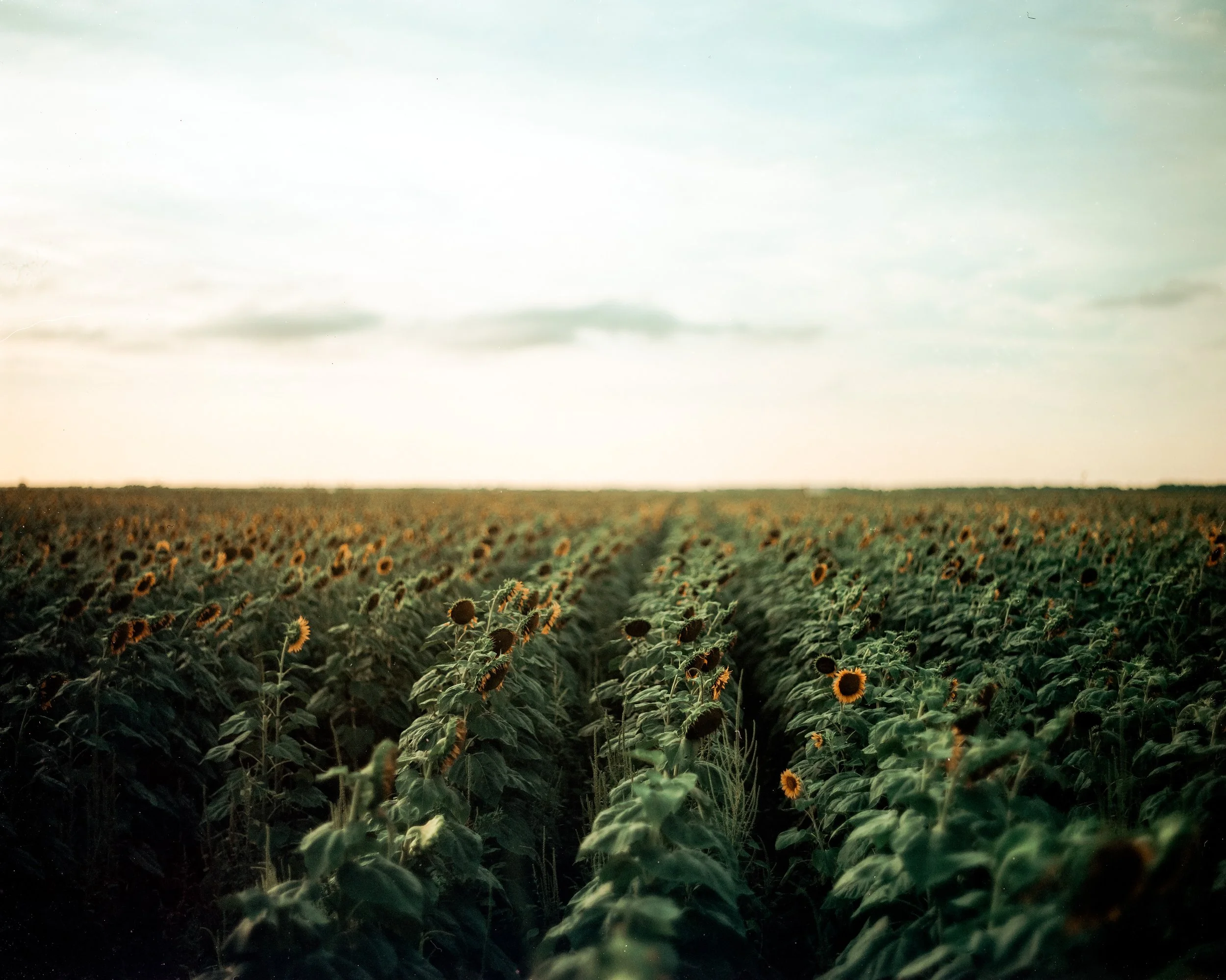 A field of sunflowers at sunset with a cloudy sky and rows of sunflowers extending to the horizon.