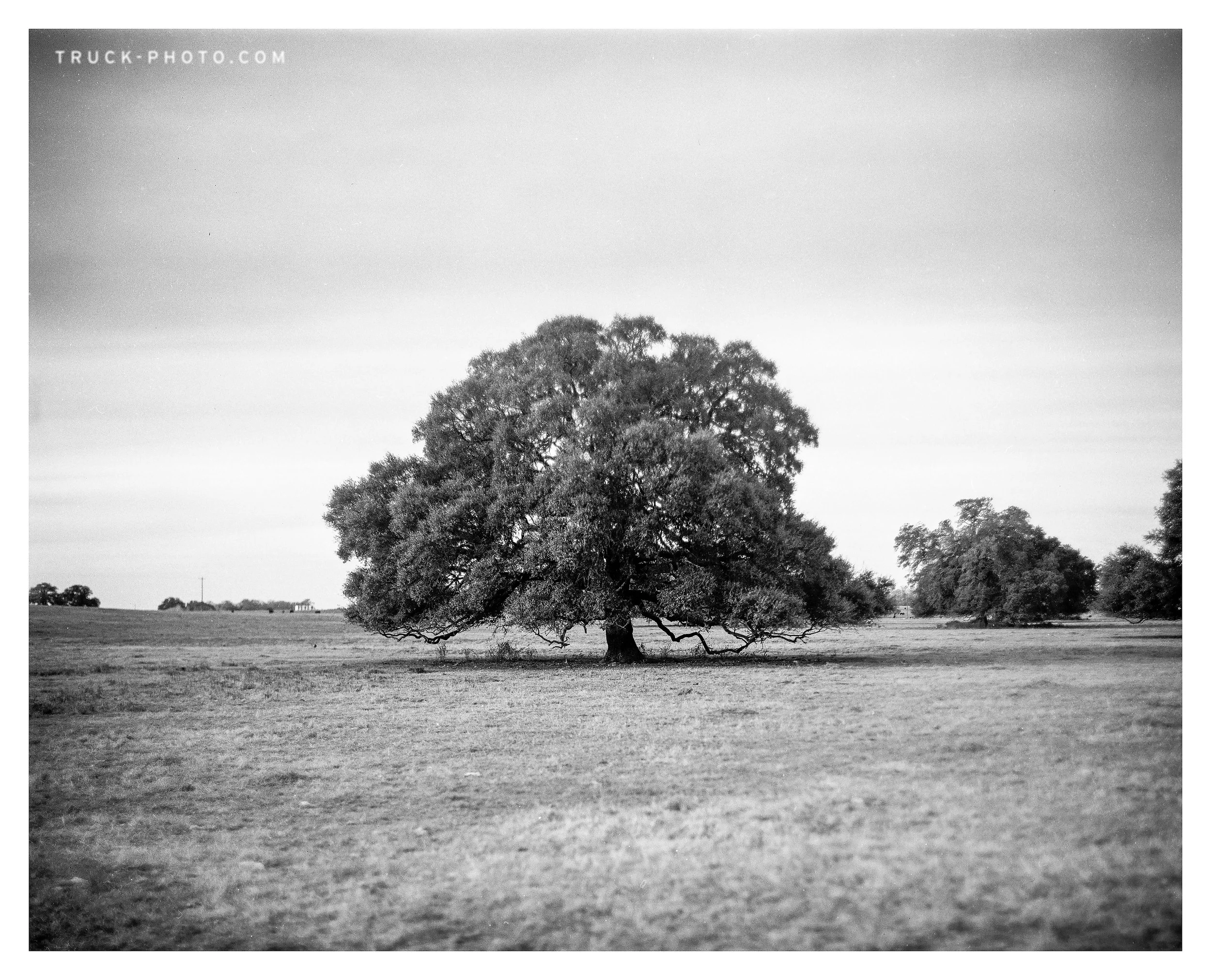 A large solitary tree with a broad canopy standing in an open field, black and white photograph.